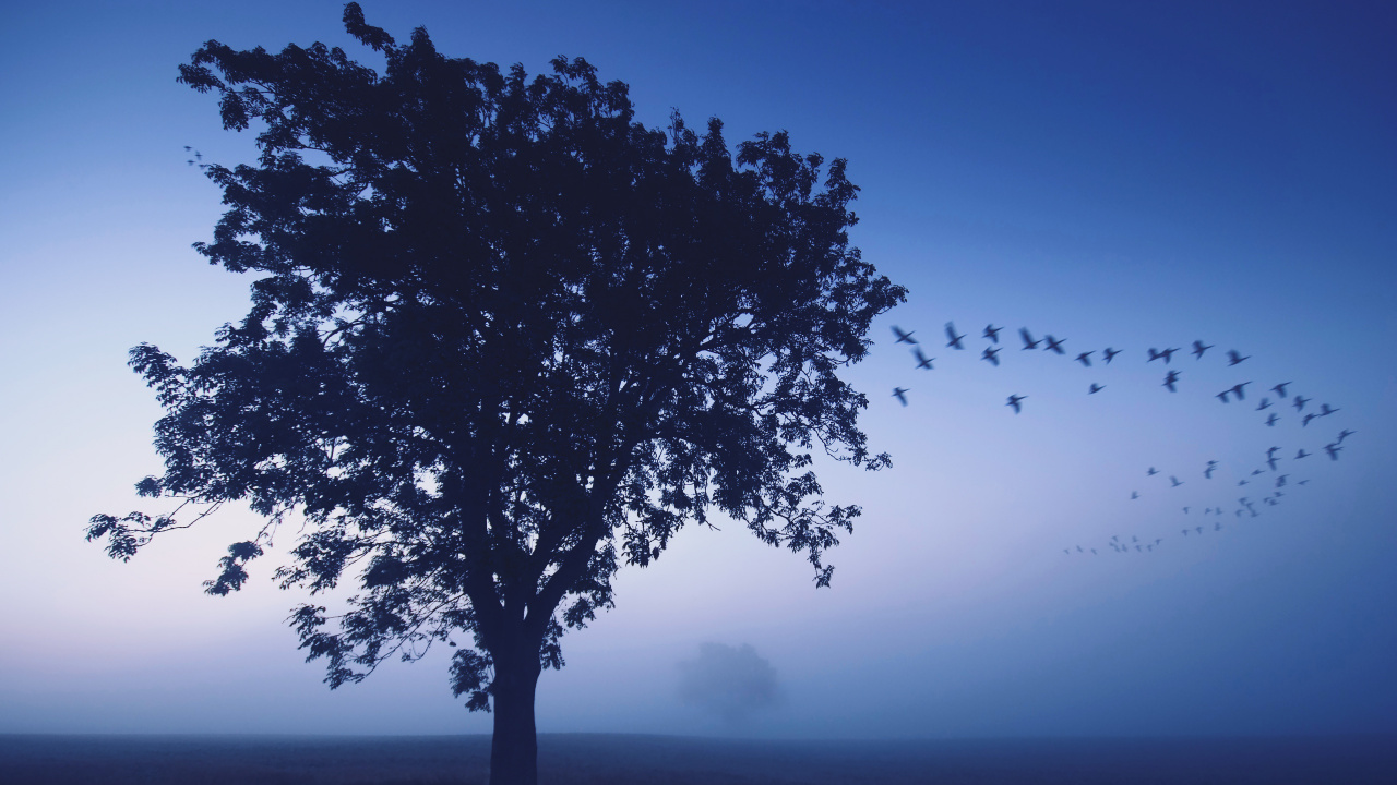 Обои синий, дерево, атмосфера, утро, древесные растения в разрешении 1280x720