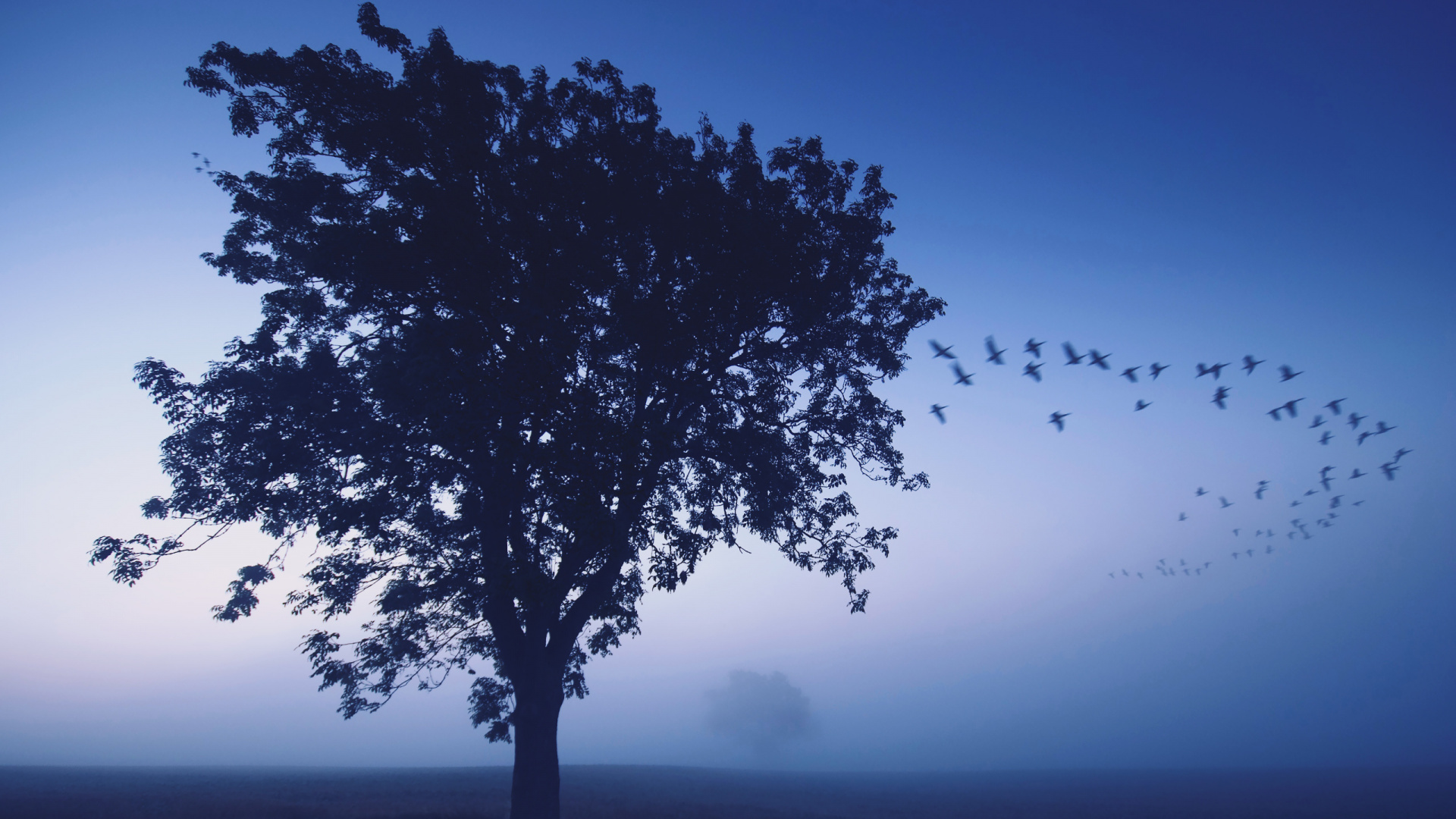 Обои синий, дерево, атмосфера, утро, древесные растения в разрешении 1920x1080