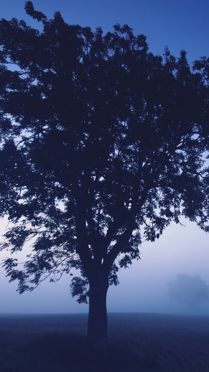 Обои синий, дерево, атмосфера, утро, древесные растения в разрешении 720x1280