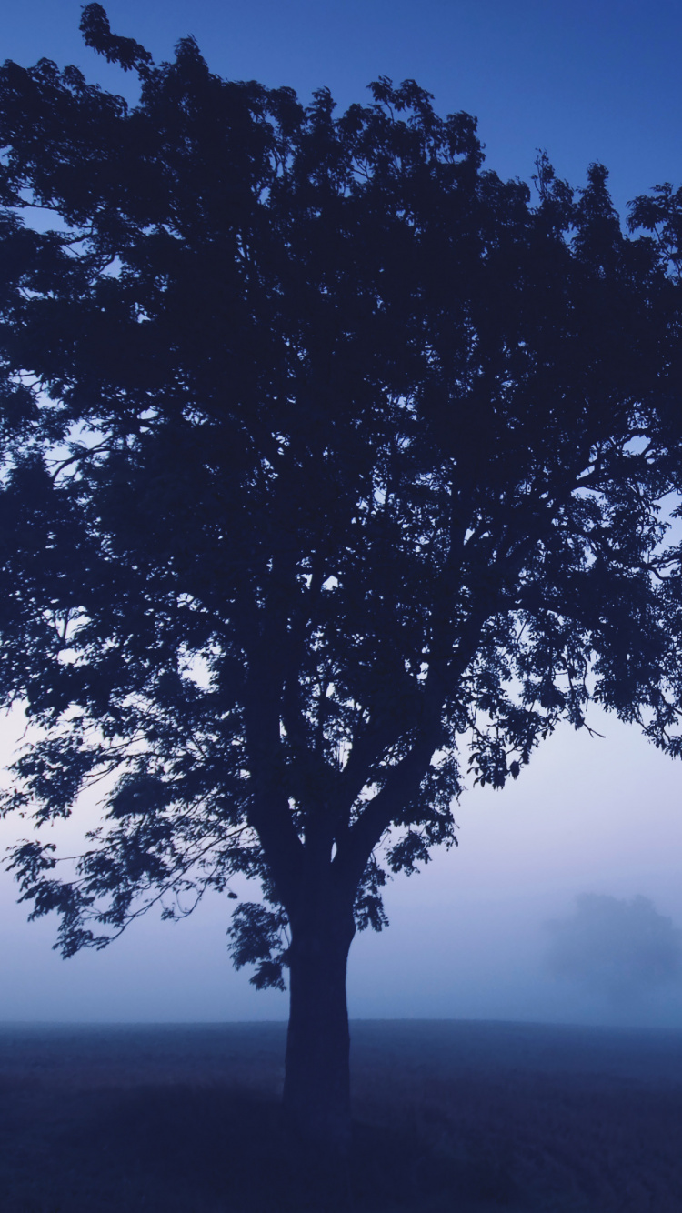 Обои синий, дерево, атмосфера, утро, древесные растения в разрешении 750x1334