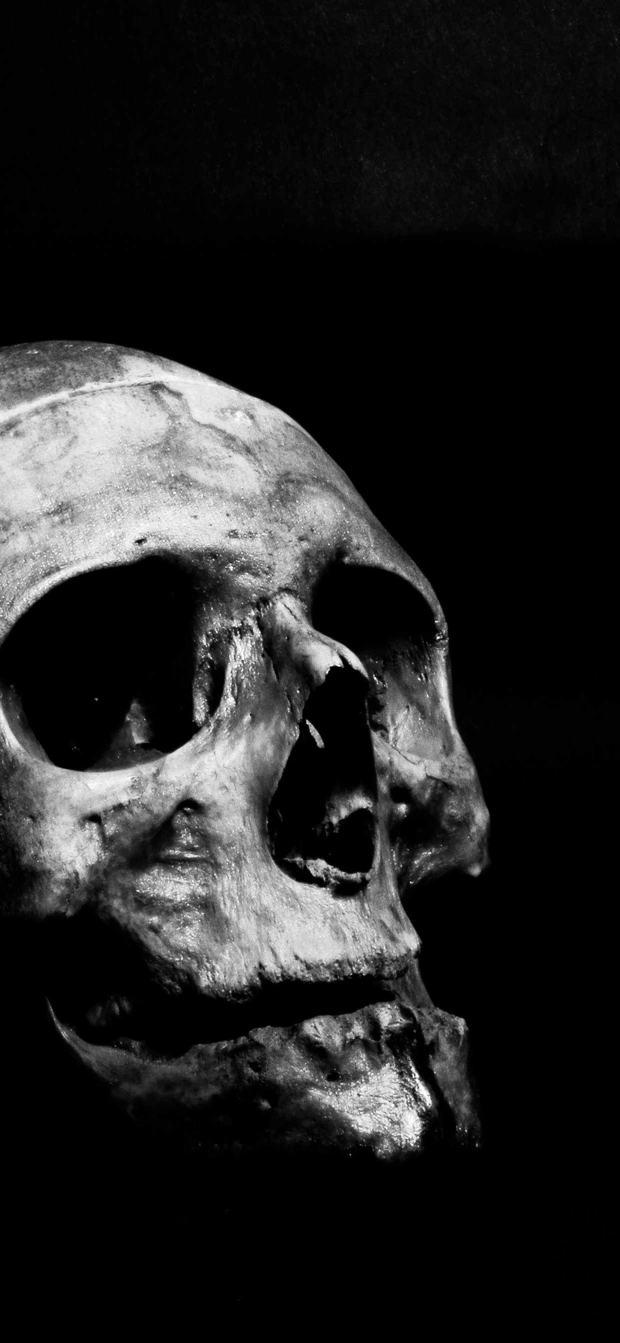 Обои черный и белый, пасть, кость, череп, арт в разрешении 1242x2688