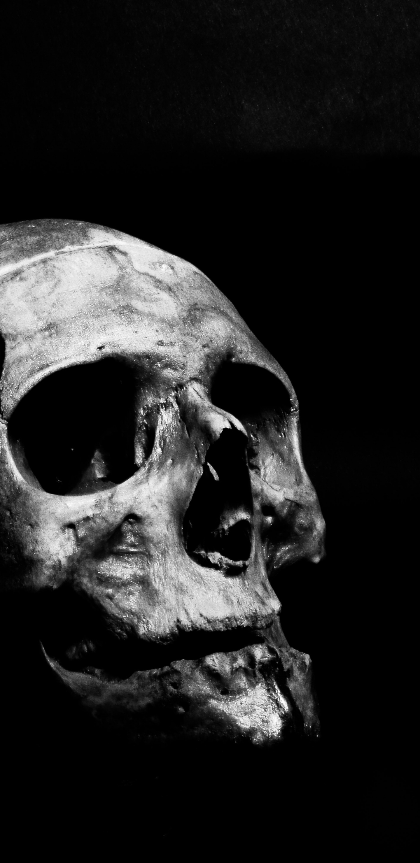 Обои черный и белый, пасть, кость, череп, арт в разрешении 1440x2960