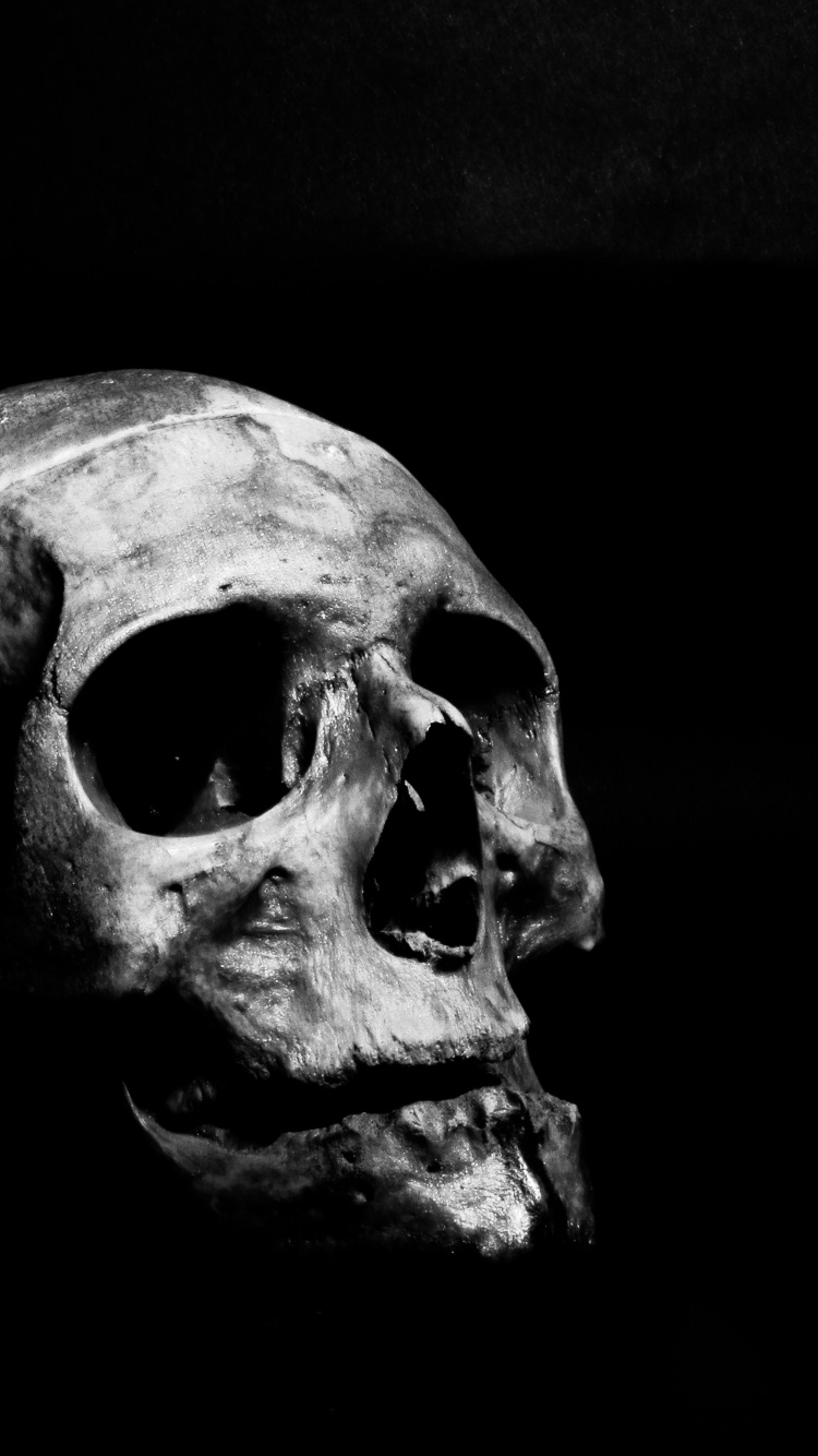 Обои черный и белый, пасть, кость, череп, арт в разрешении 750x1334