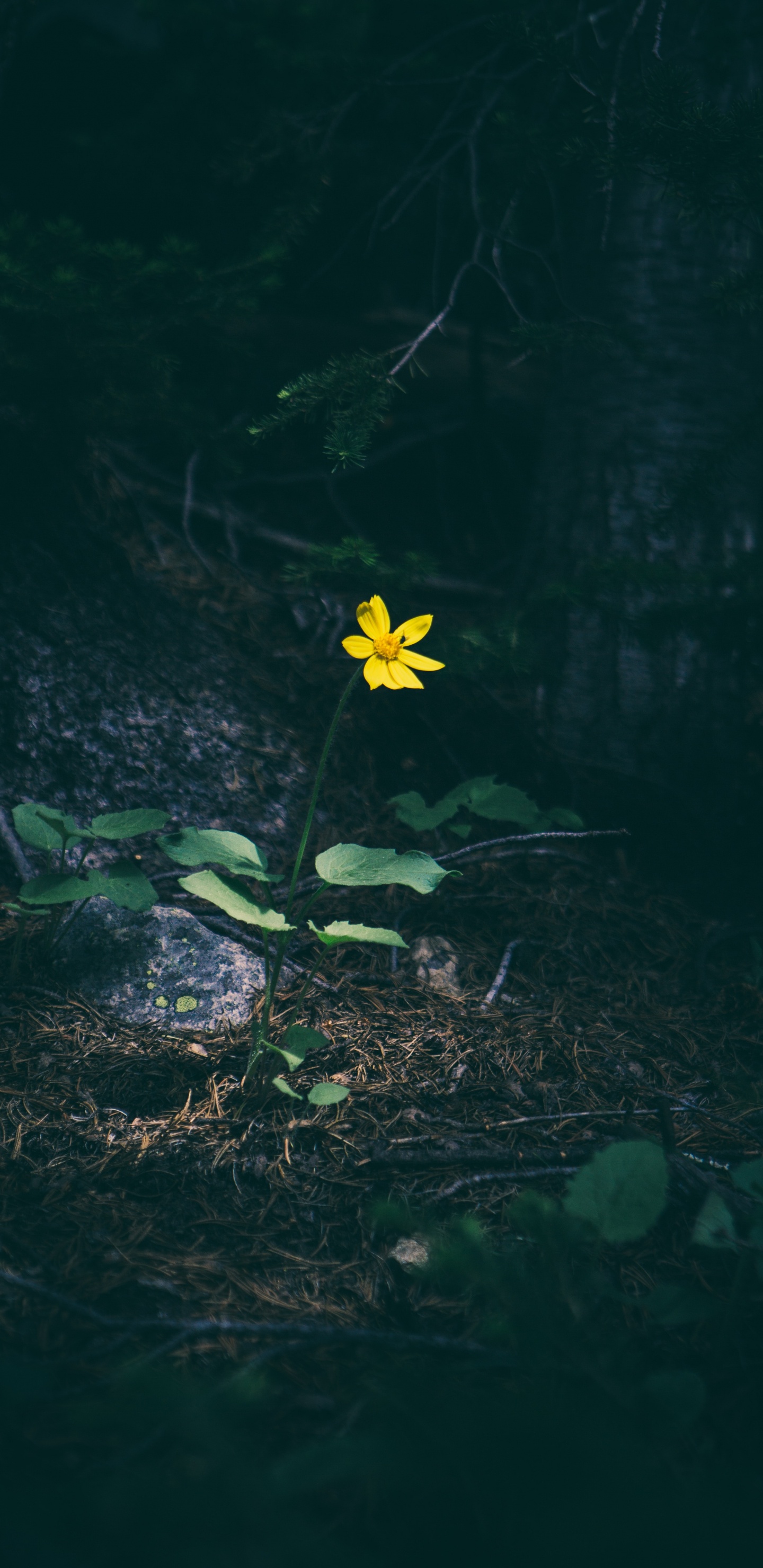 Обои зеленый, природа, цветок, желтый, растение в разрешении 1440x2960