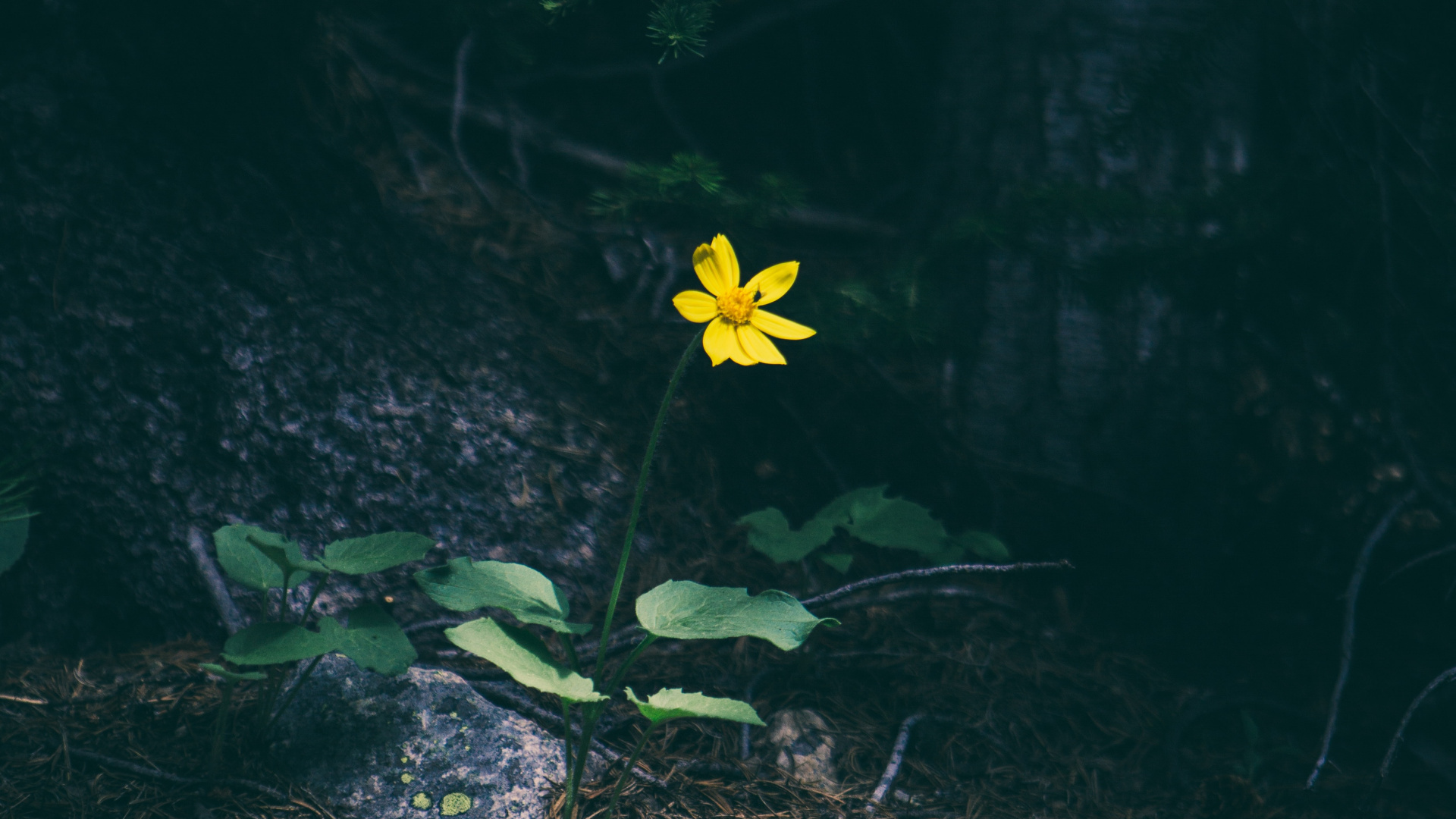 Обои зеленый, природа, цветок, желтый, растение в разрешении 1920x1080