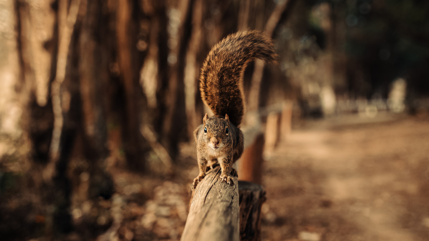 Обои грызун, природа, древесина, окружающая среда, дерево в разрешении 1366x768