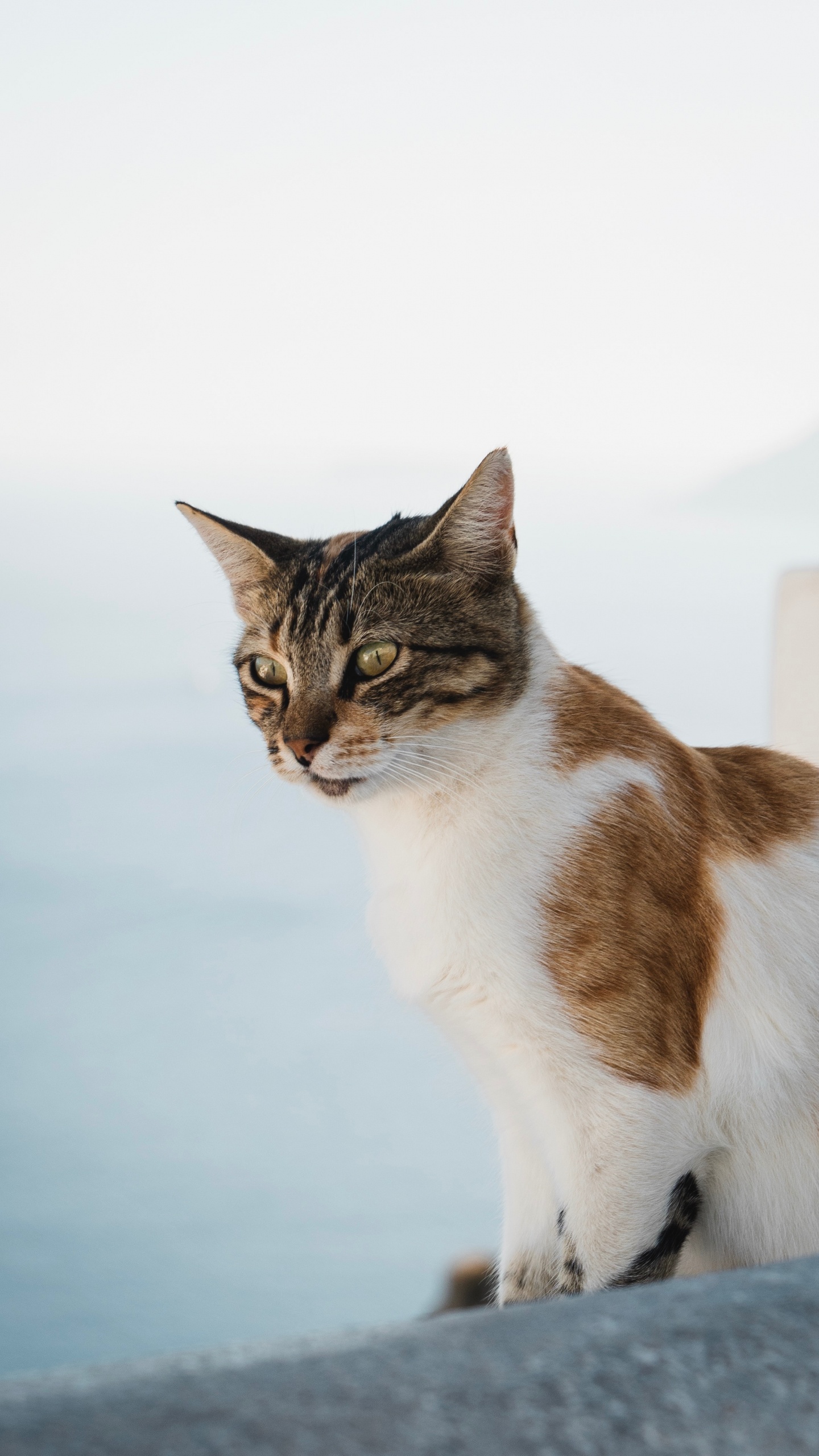 Обои кот, эгейская кошка, бакенбарды, кошачьих, американская жесткошерстная кошка в разрешении 1440x2560