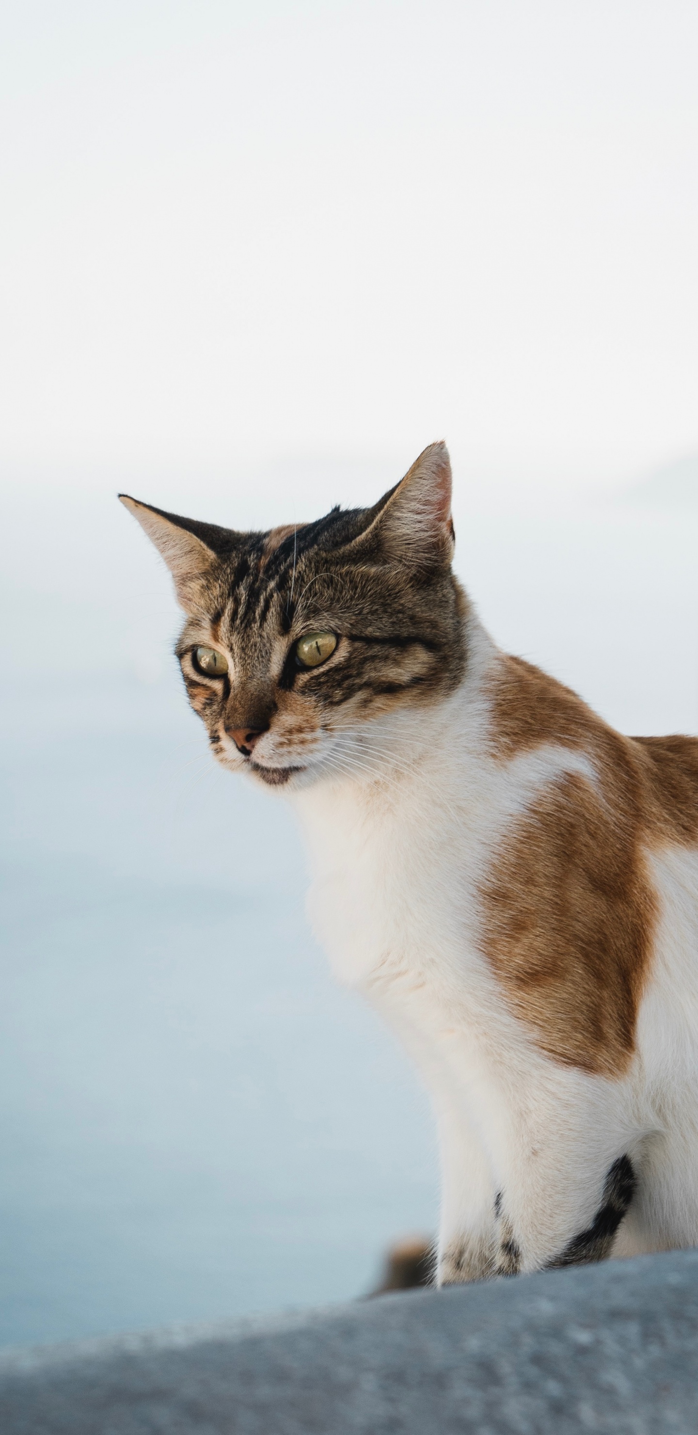 Обои кот, эгейская кошка, бакенбарды, кошачьих, американская жесткошерстная кошка в разрешении 1440x2960