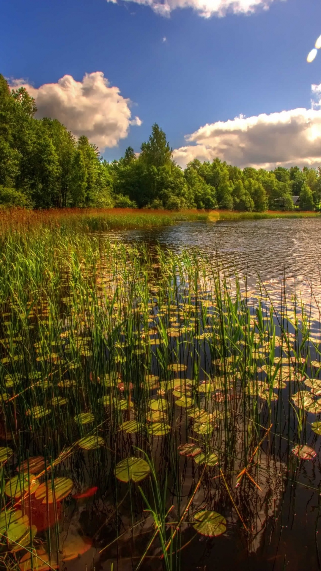 Обои Таллинн, природа, отражение, растительность, вода в разрешении 1080x1920