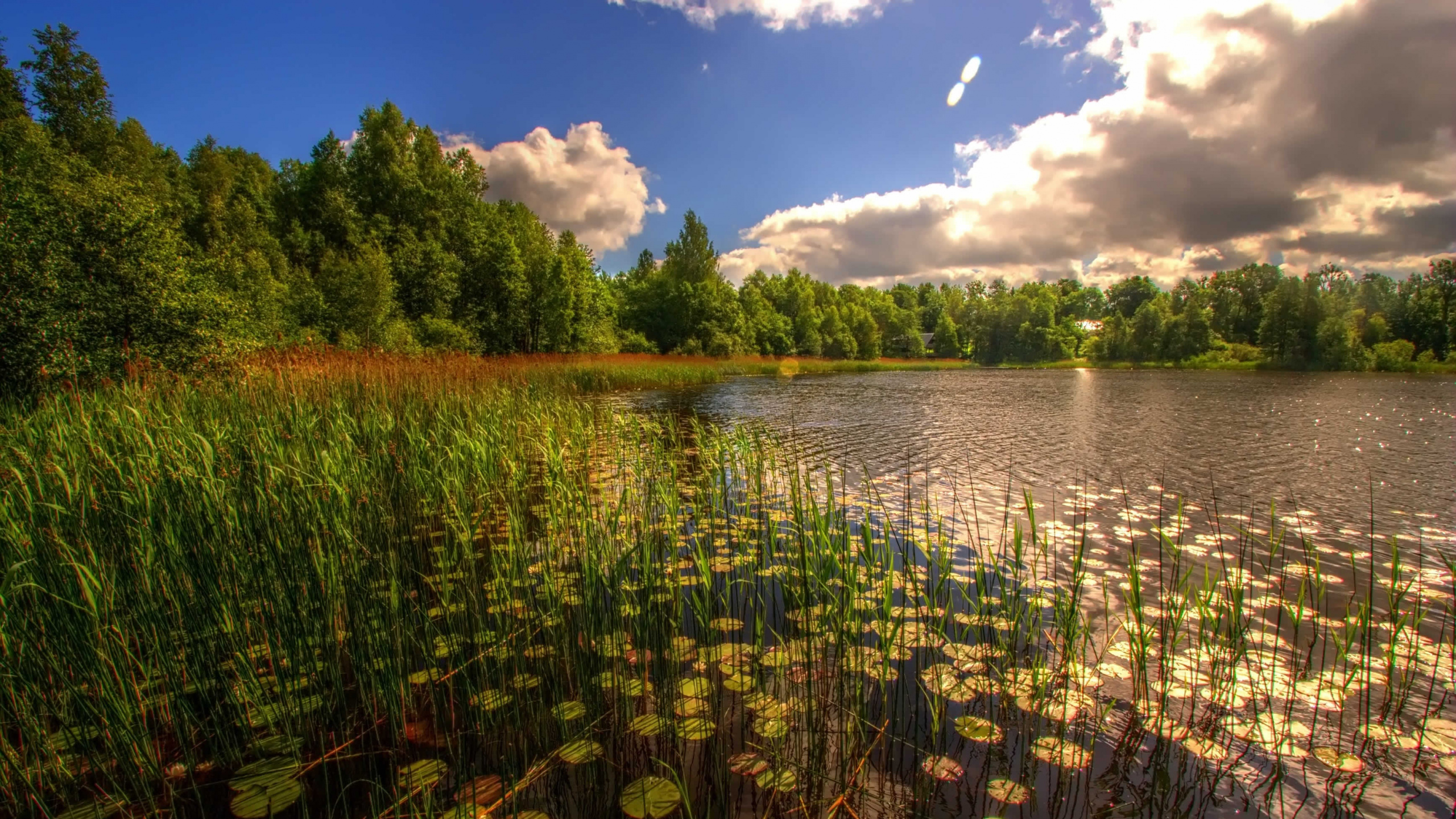 Обои Таллинн, природа, отражение, растительность, вода в разрешении 2560x1440