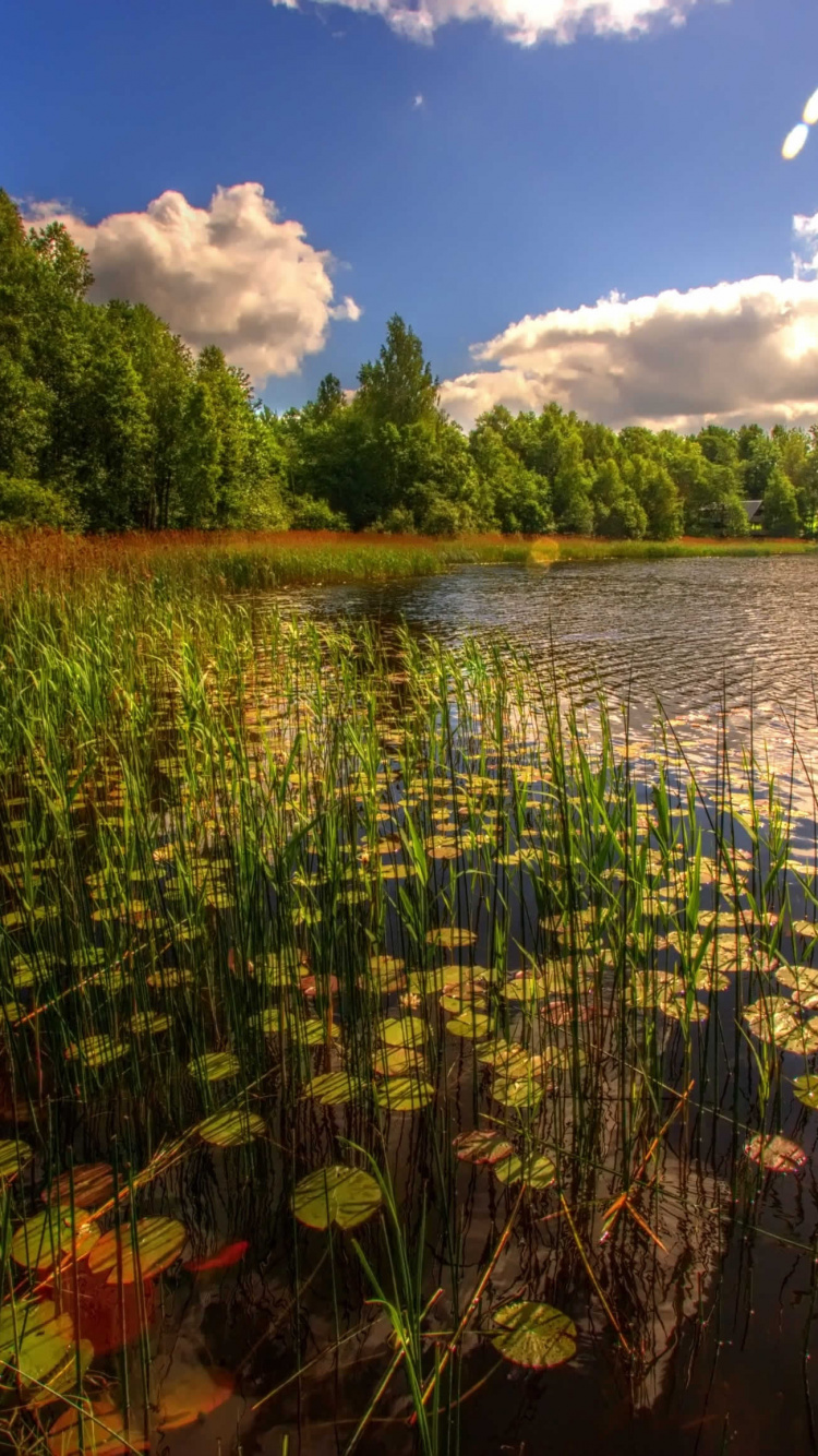 Обои Таллинн, природа, отражение, растительность, вода в разрешении 750x1334