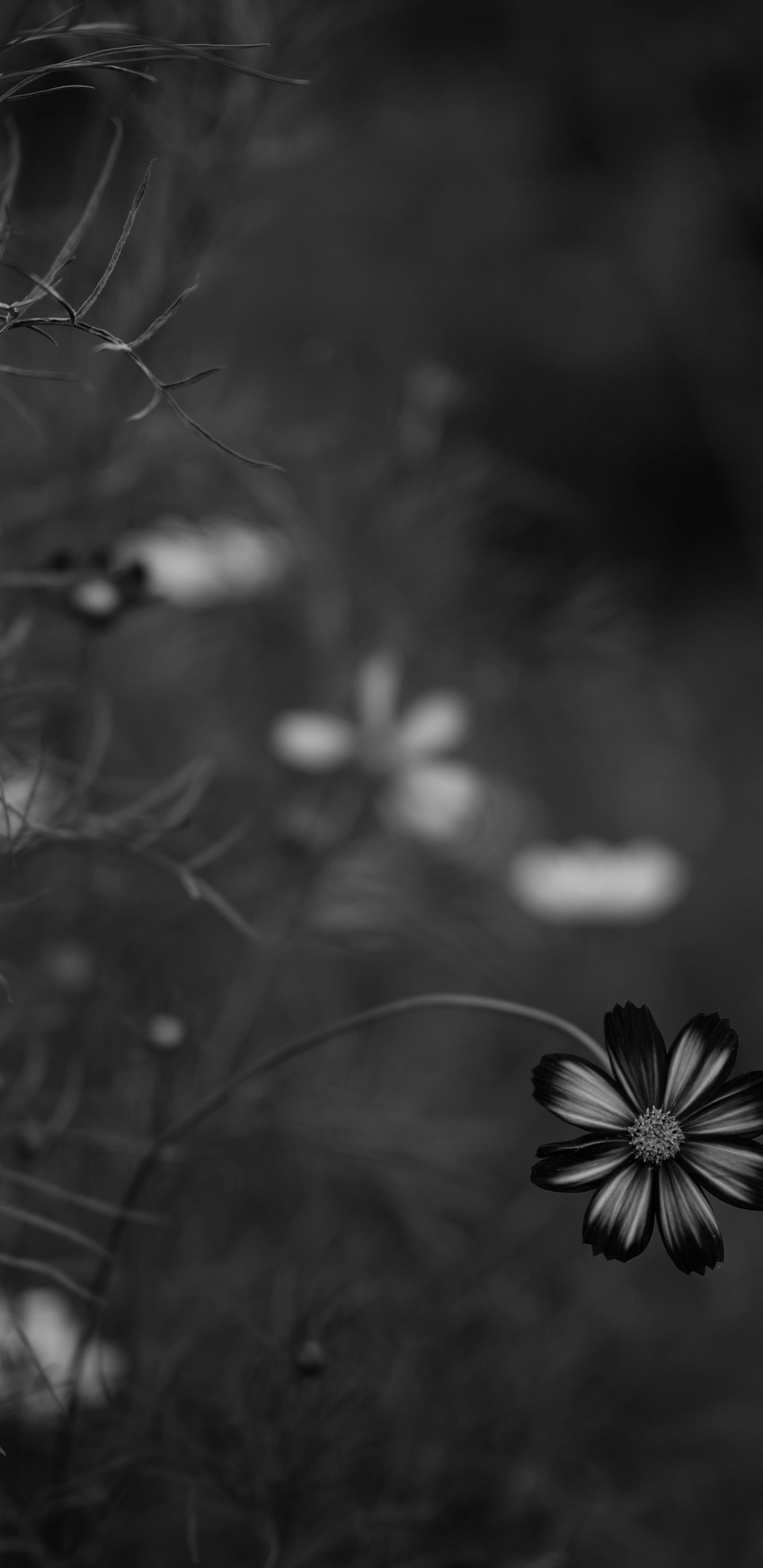 Обои черный, природа, монохромный, окружающая среда, темнота в разрешении 1440x2960