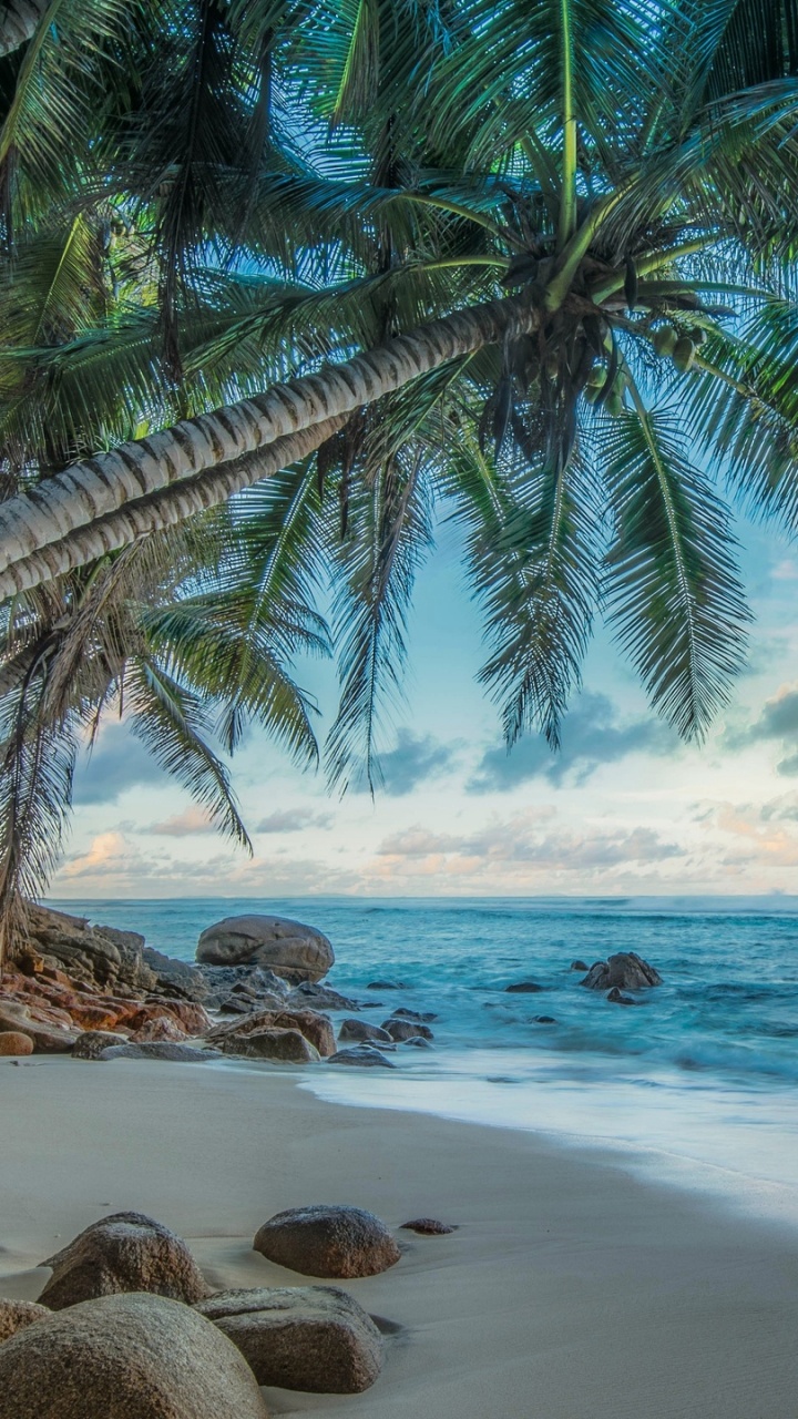 Обои тропическая зона, дерево, Карибский бассейн, Пальма, берег в разрешении 720x1280