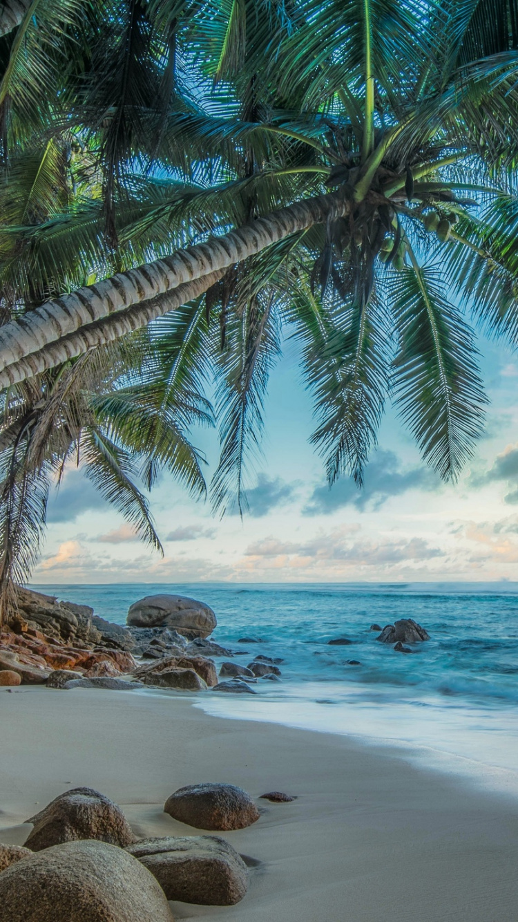 Обои тропическая зона, дерево, Карибский бассейн, Пальма, берег в разрешении 750x1334