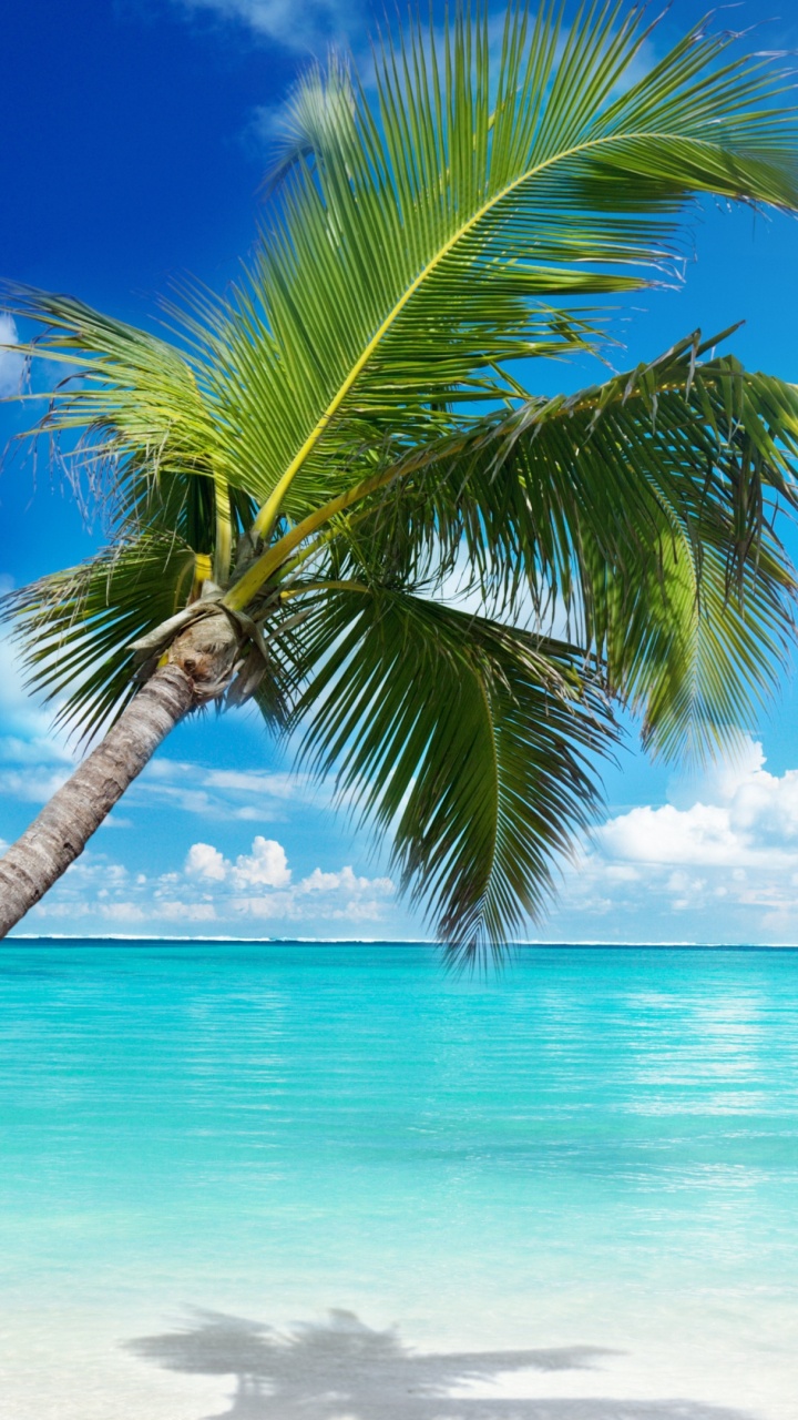 Обои пляж, море, природа, тропическая зона, дерево в разрешении 720x1280
