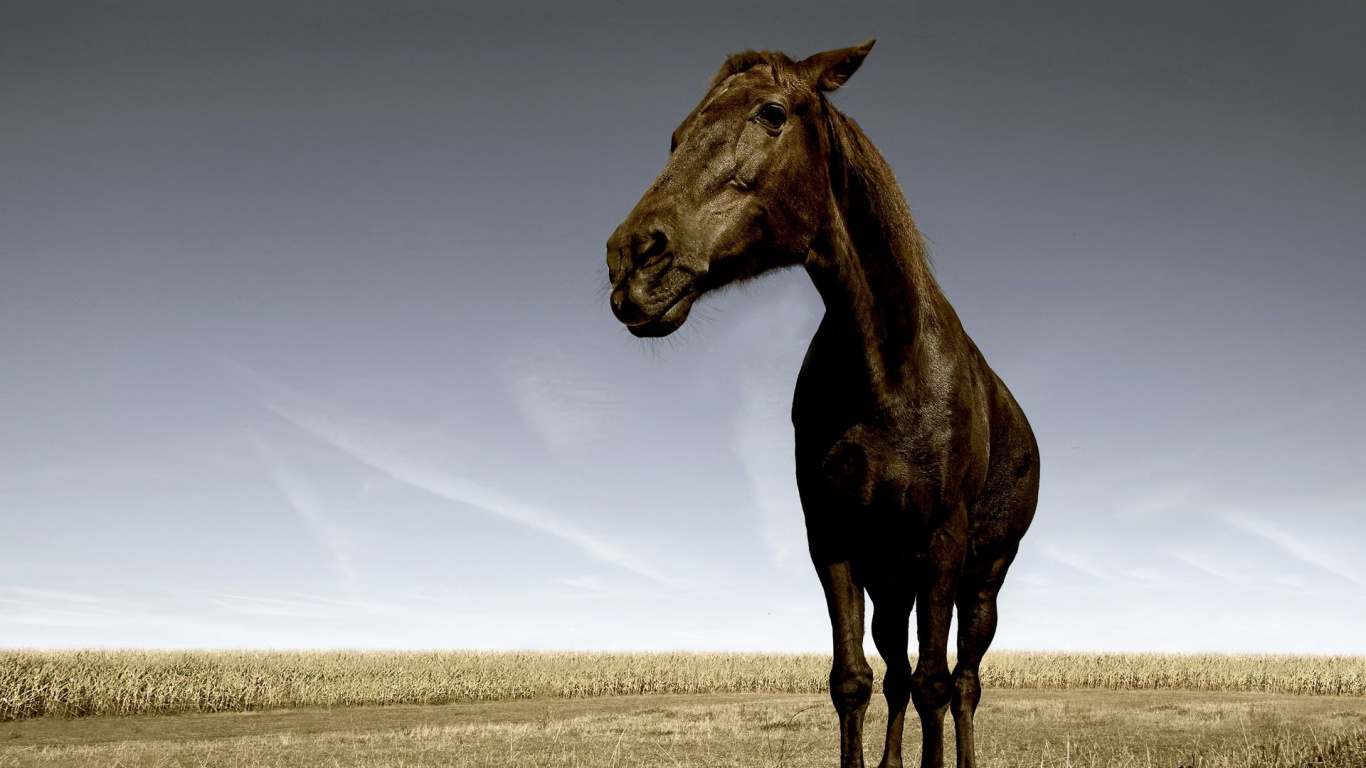 Обои конь, Мустанг лошадь, живая природа, грива, жеребец в разрешении 1366x768