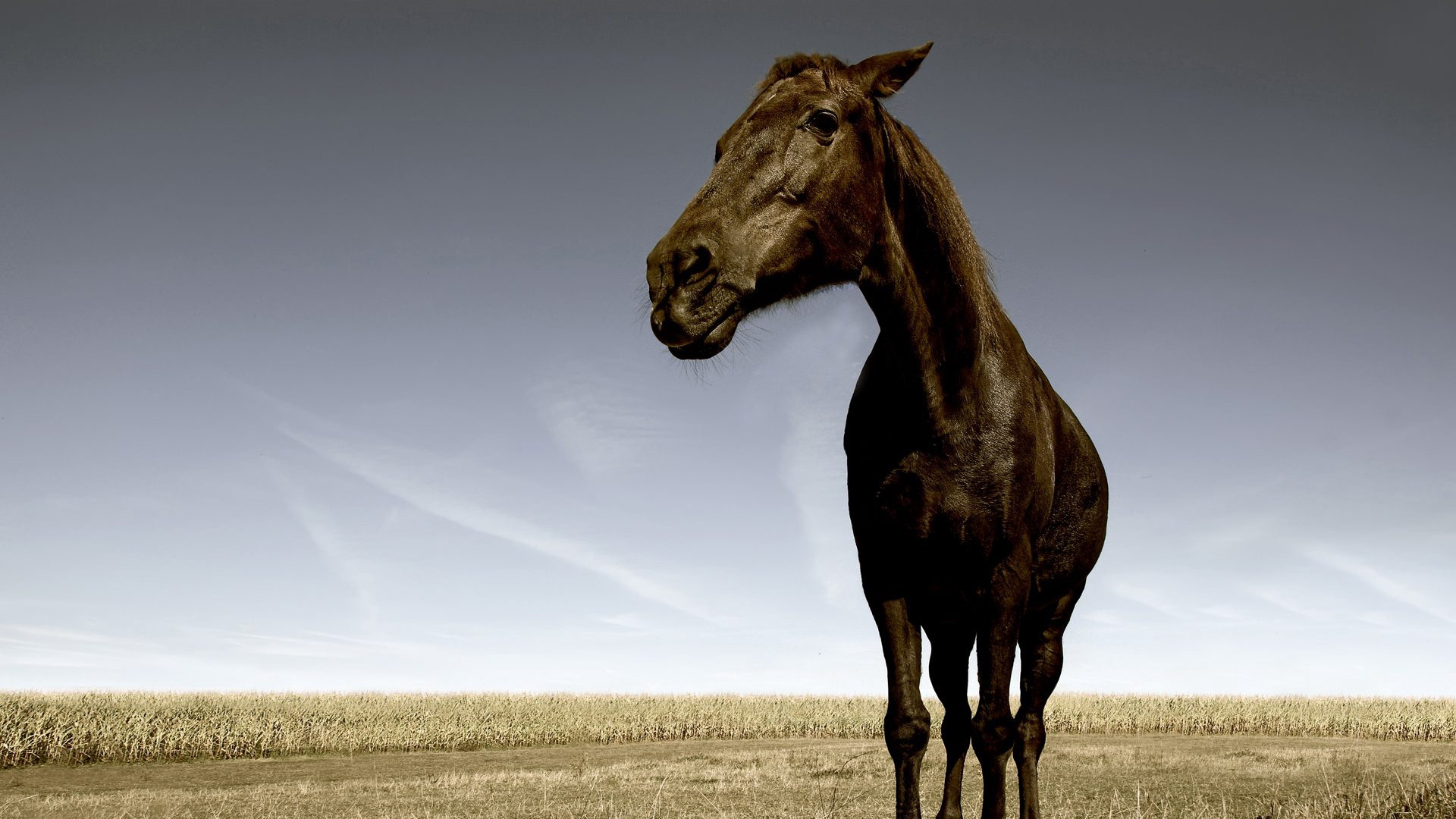 Обои конь, Мустанг лошадь, живая природа, грива, жеребец в разрешении 1920x1080