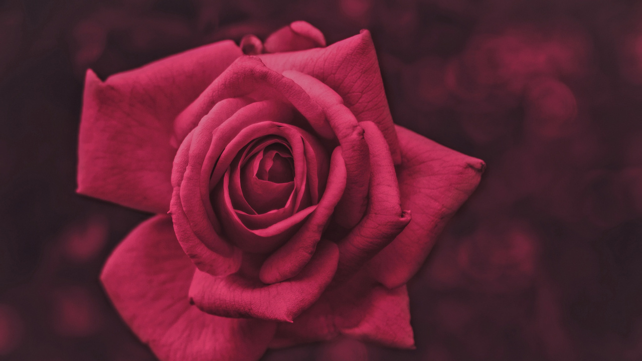 Обои сад роз, розовый, цветок, Роза, красный цвет в разрешении 1280x720