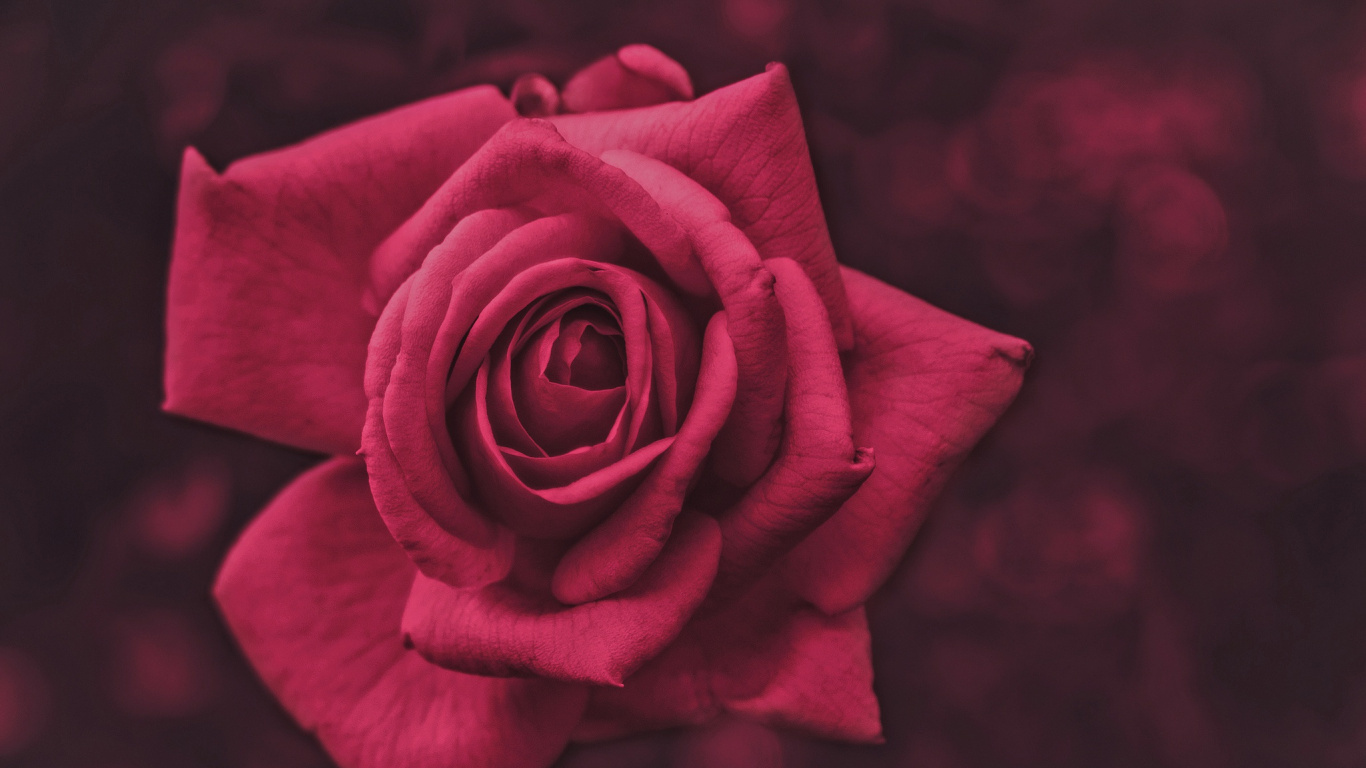 Обои сад роз, розовый, цветок, Роза, красный цвет в разрешении 1366x768