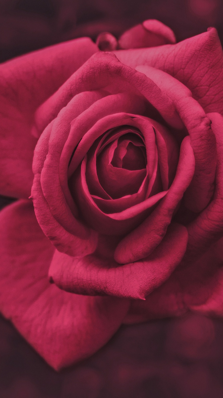 Обои сад роз, розовый, цветок, Роза, красный цвет в разрешении 750x1334