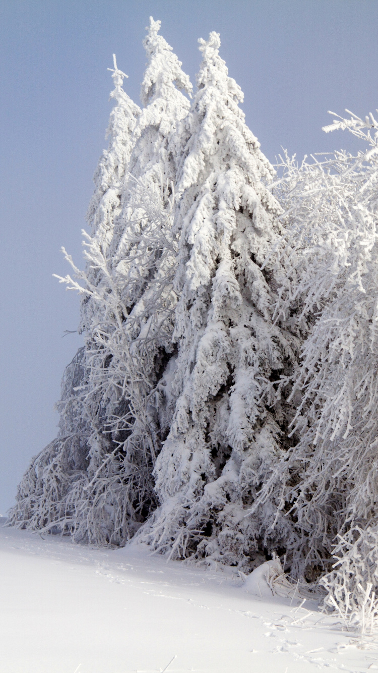 Обои снег, зима, мороз, дерево, замораживание в разрешении 750x1334
