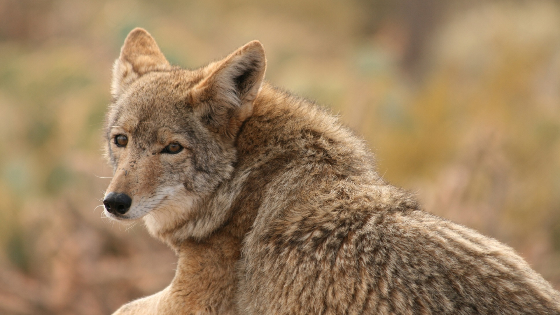 Обои Койот, живая природа, шакал, фауна, мех в разрешении 1920x1080
