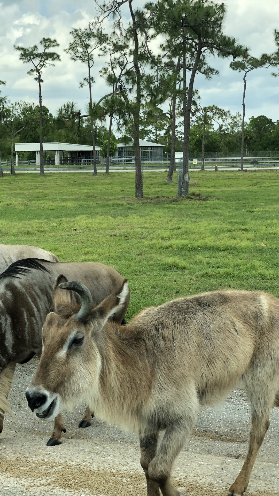 Обои живая природа, олень, антилопа, дерево, наземные животные в разрешении 1080x1920