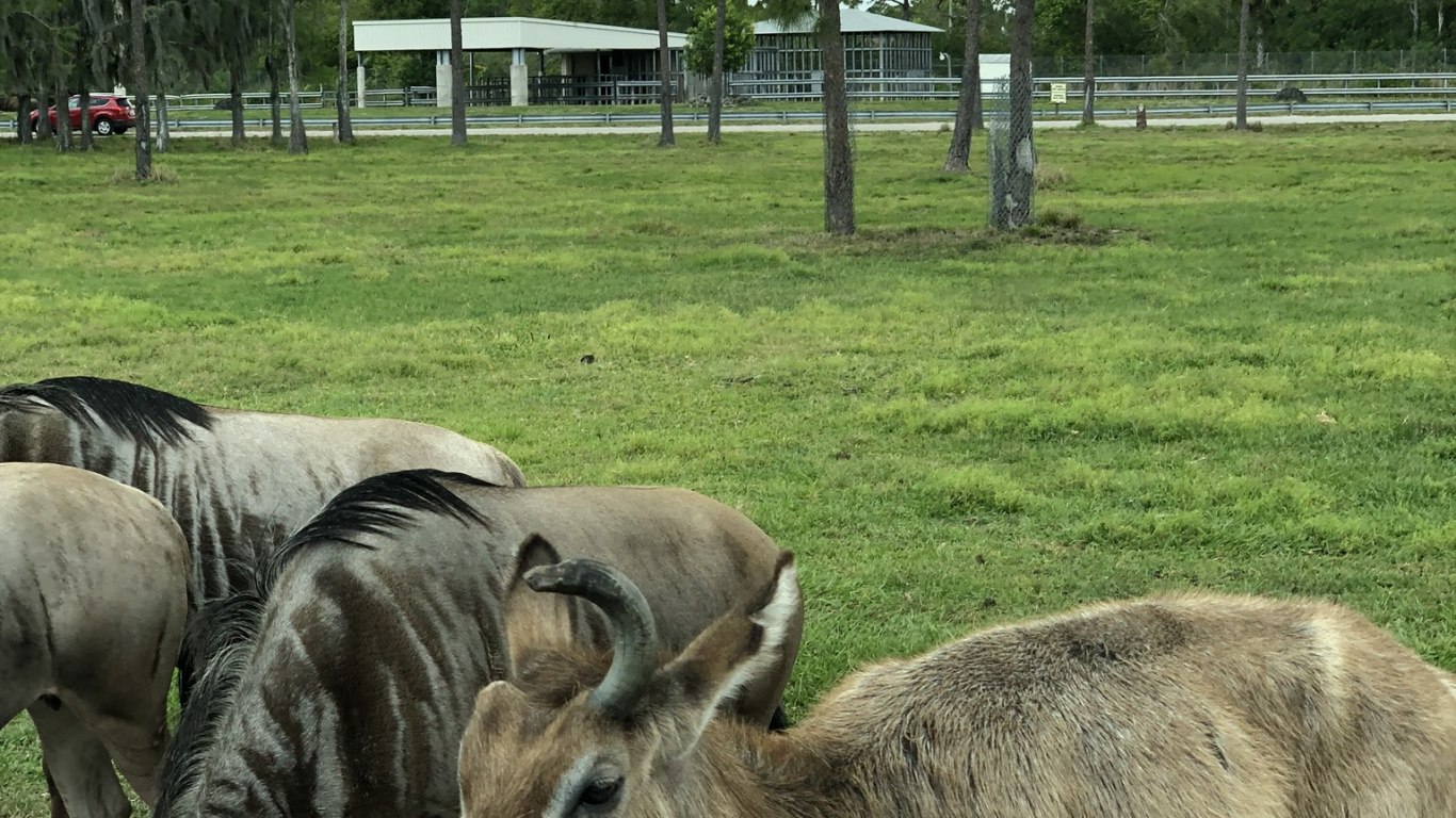 Обои живая природа, олень, антилопа, дерево, наземные животные в разрешении 1366x768