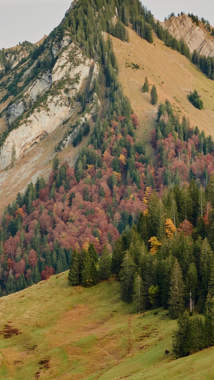 Обои нагорье, архивный файл, утилита gzip, растение, растительное сообщество в разрешении 720x1280