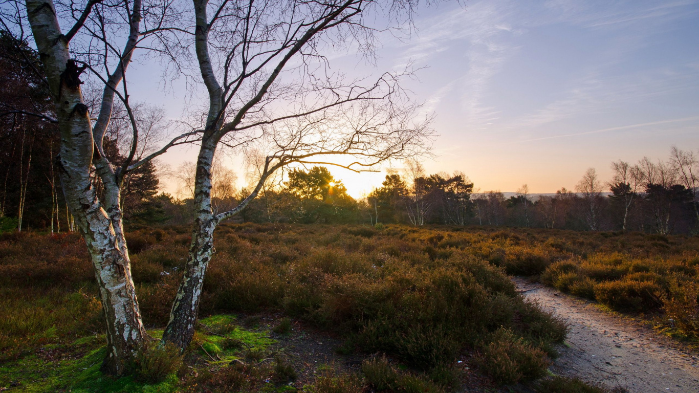 Обои дерево, природа, утро, природный заповедник, солнечный свет в разрешении 1366x768