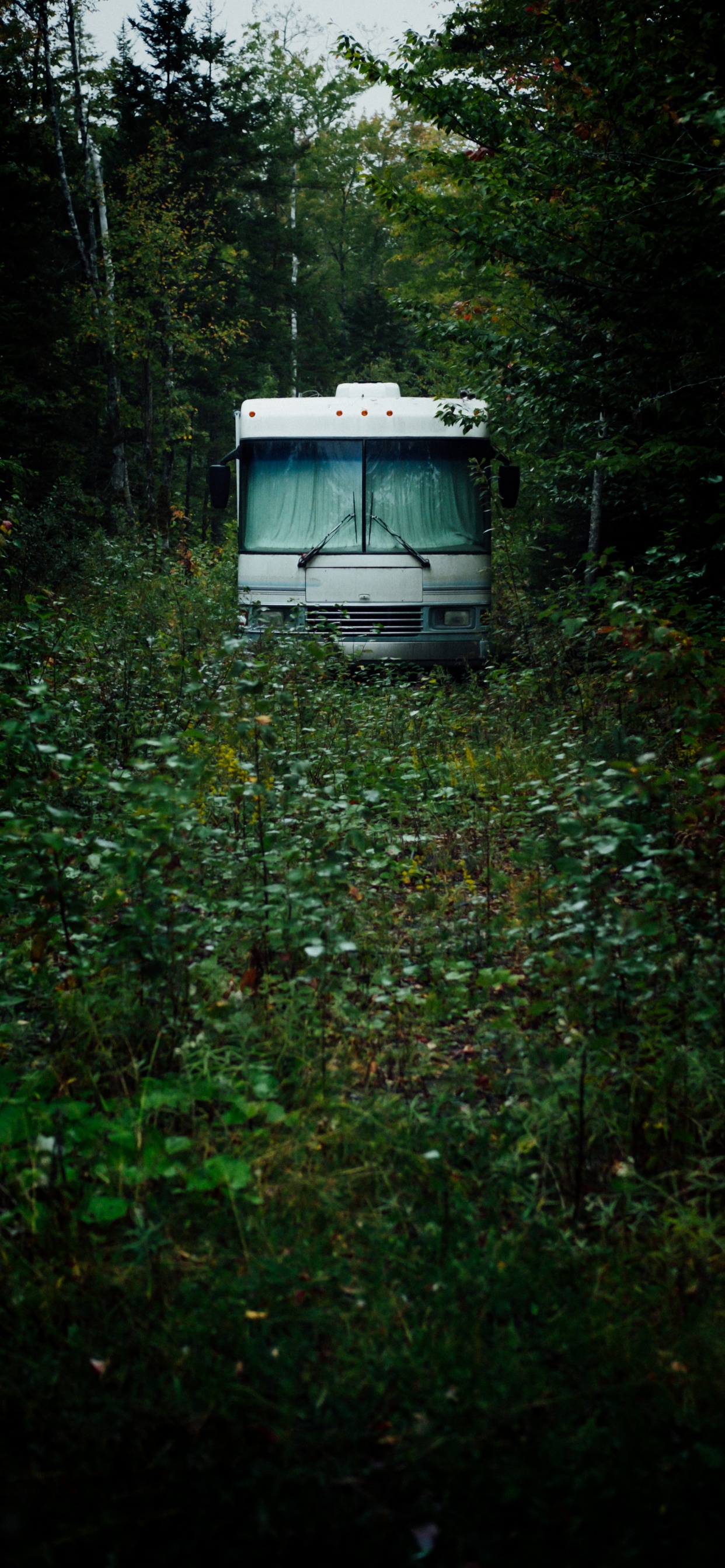 Обои зеленый, окружающая среда, растительность, лес, транспорт в разрешении 1242x2688