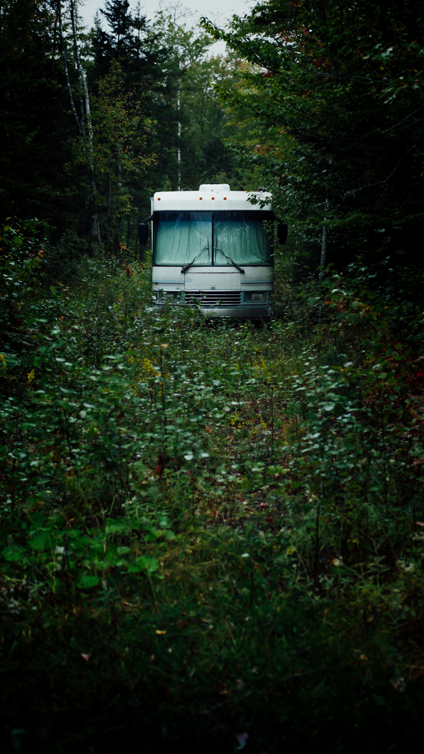 Обои зеленый, окружающая среда, растительность, лес, транспорт в разрешении 1440x2560