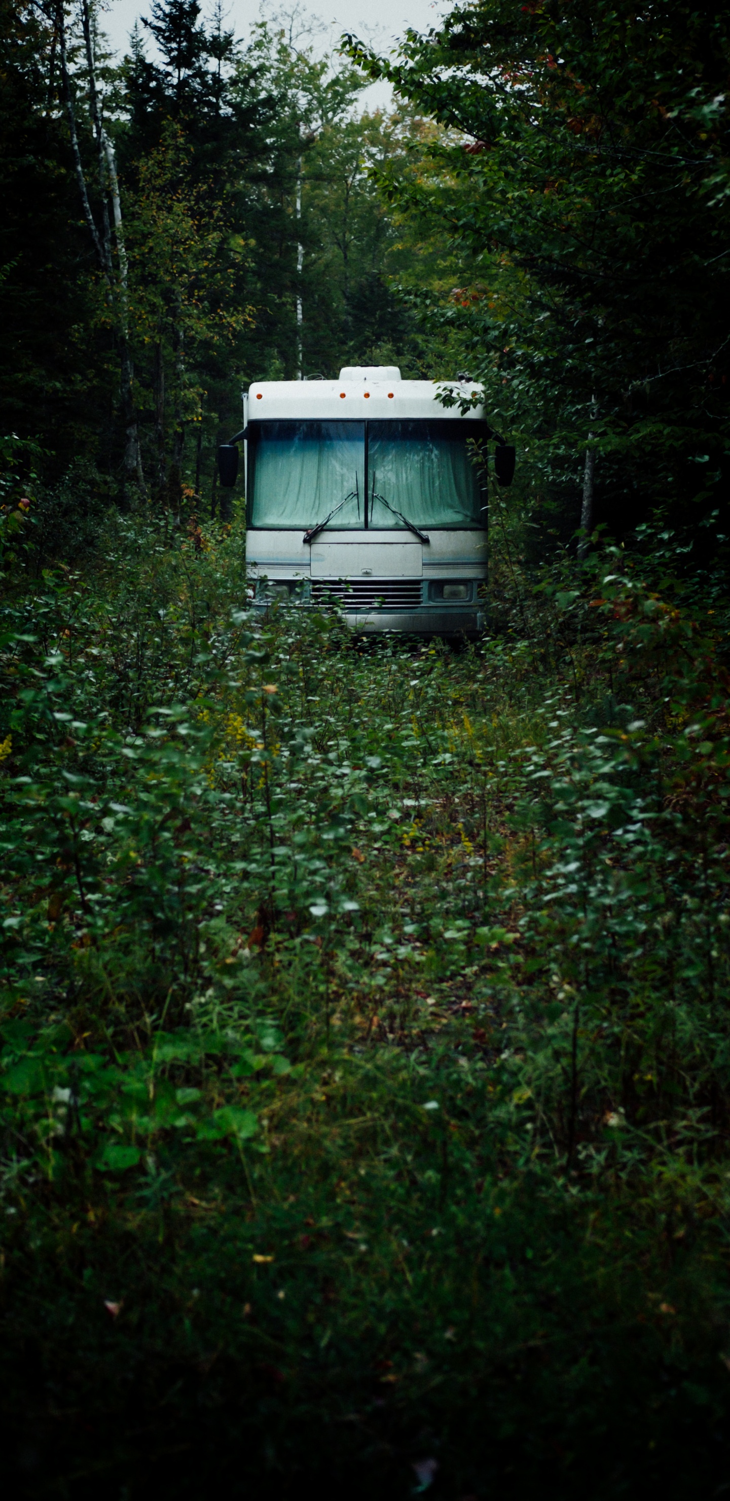 Обои зеленый, окружающая среда, растительность, лес, транспорт в разрешении 1440x2960