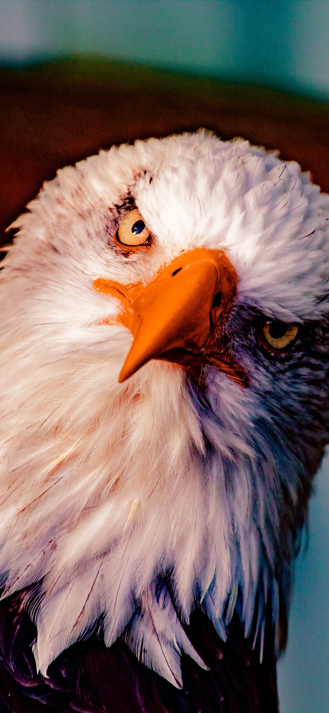 Обои белоголовый Орлан, Орел, хищная птица, птица, клюв в разрешении 1125x2436