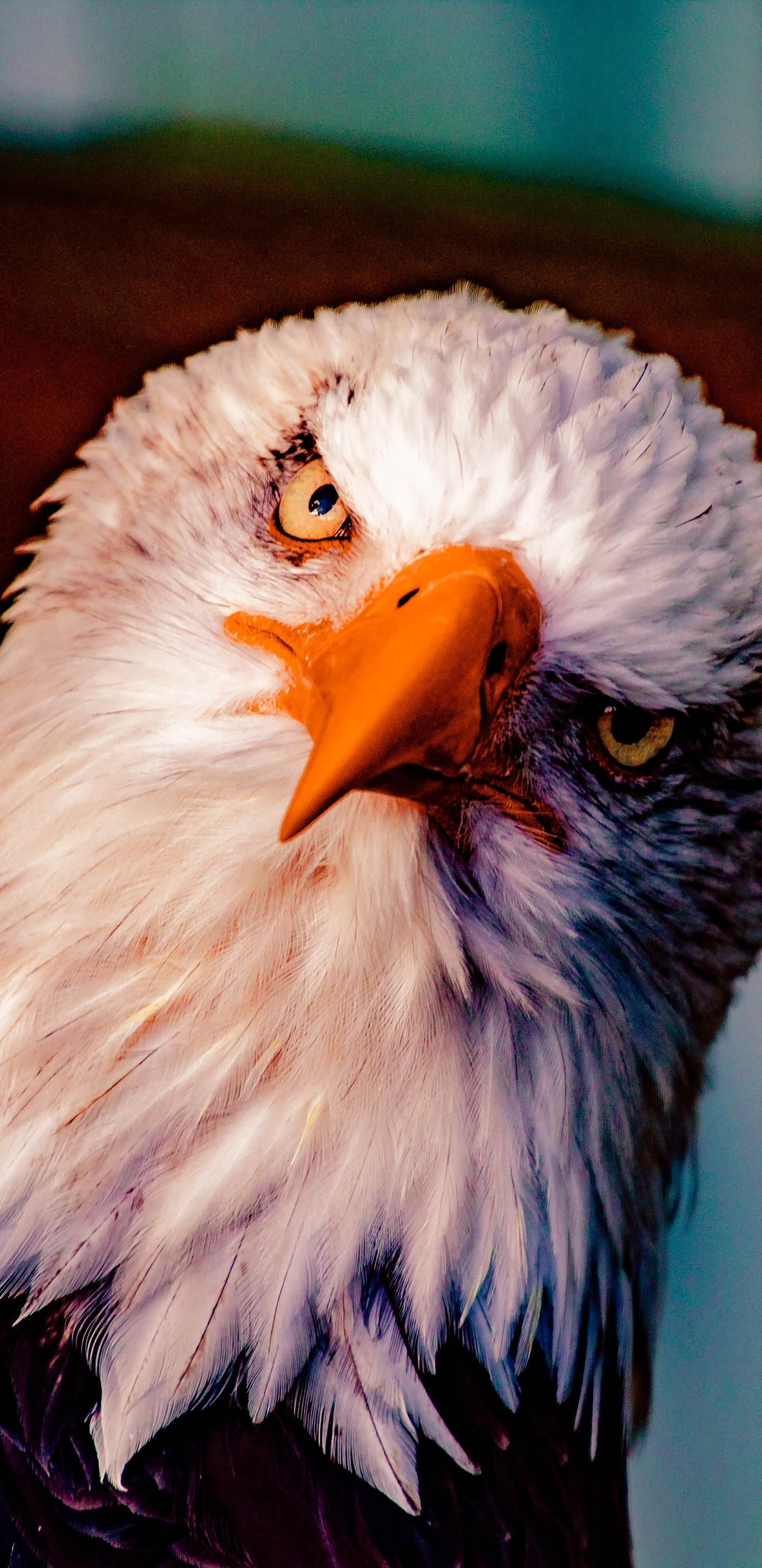 Обои белоголовый Орлан, Орел, хищная птица, птица, клюв в разрешении 1440x2960