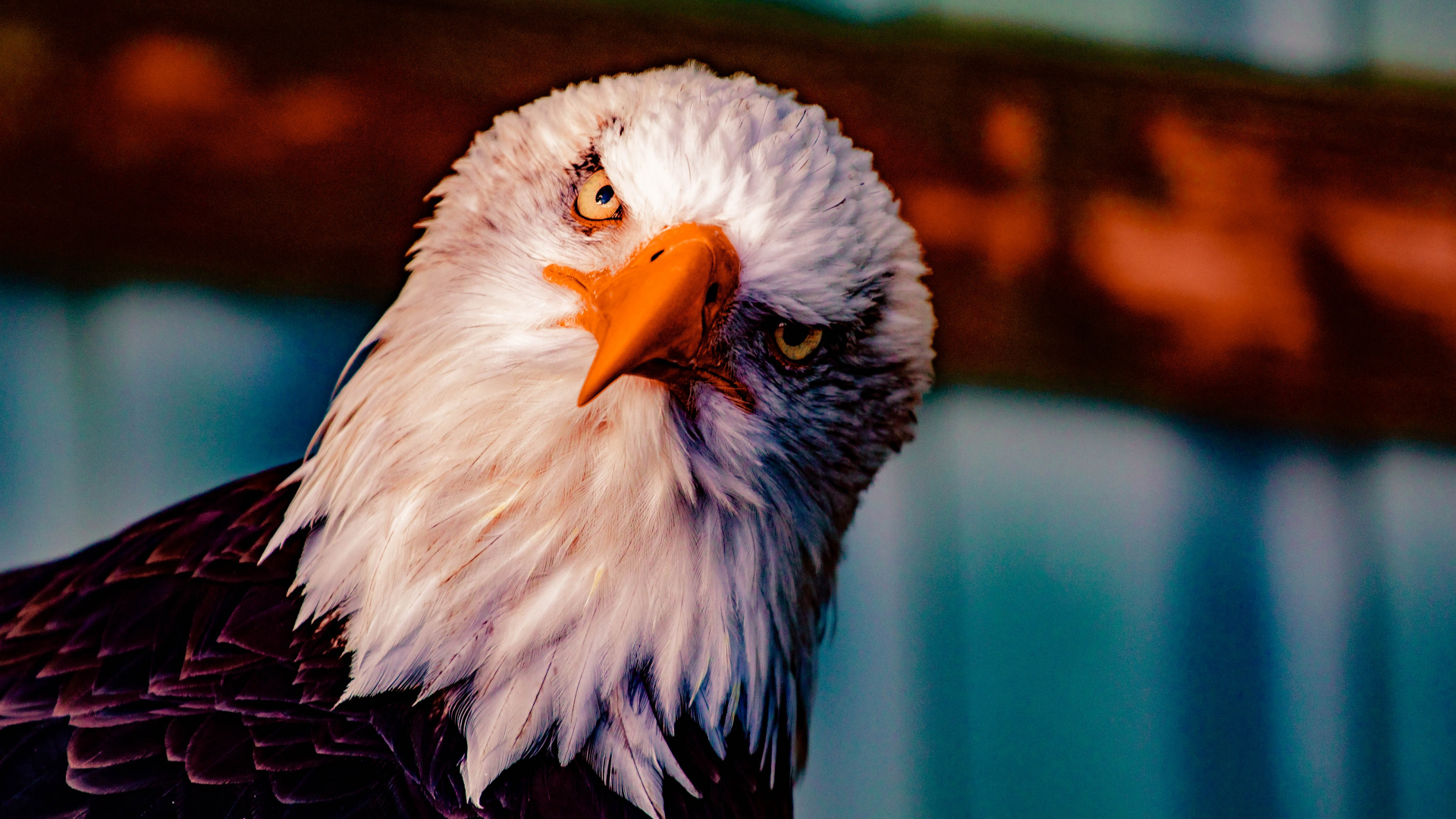 Обои белоголовый Орлан, Орел, хищная птица, птица, клюв в разрешении 1920x1080