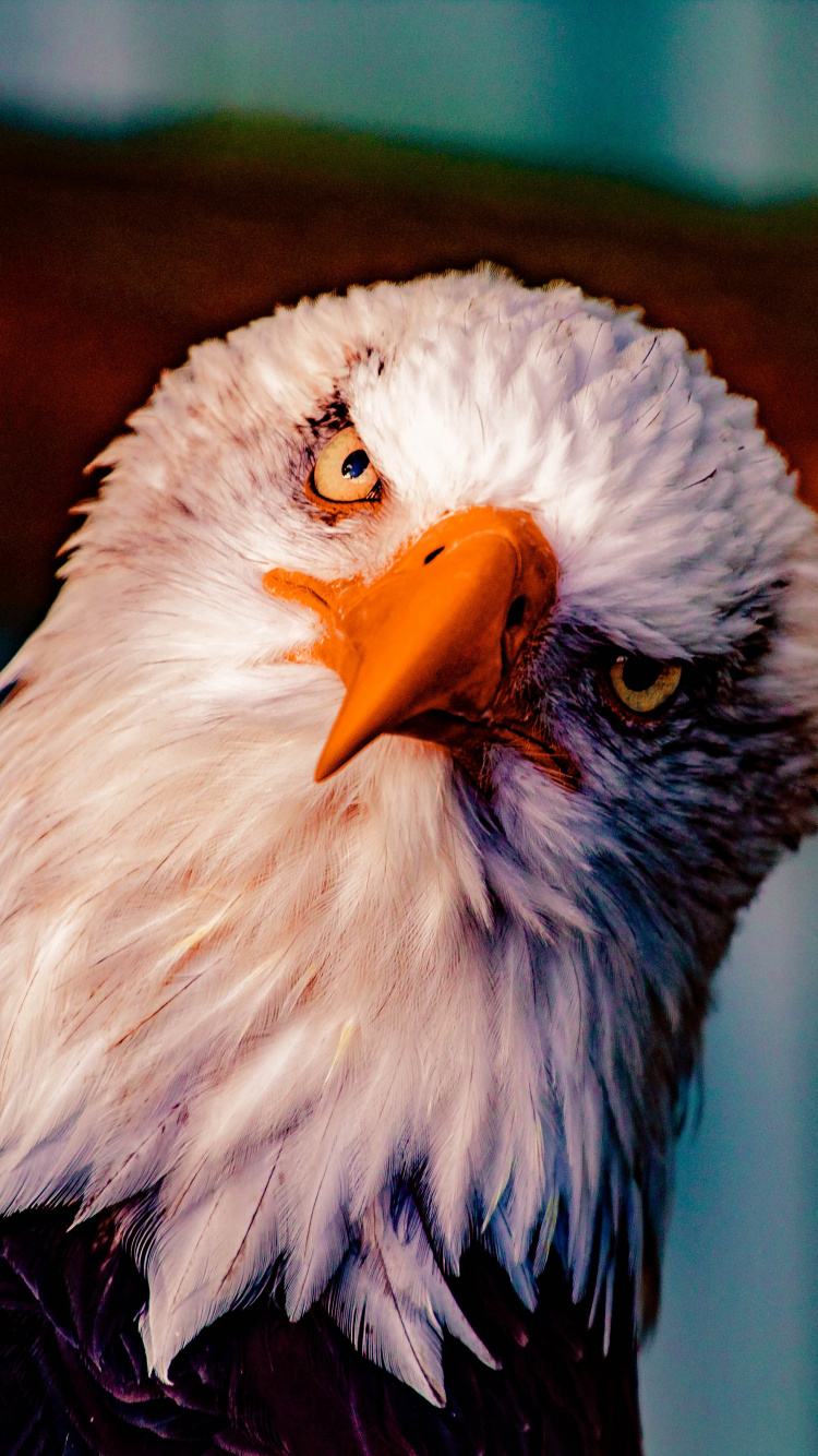 Обои белоголовый Орлан, Орел, хищная птица, птица, клюв в разрешении 750x1334