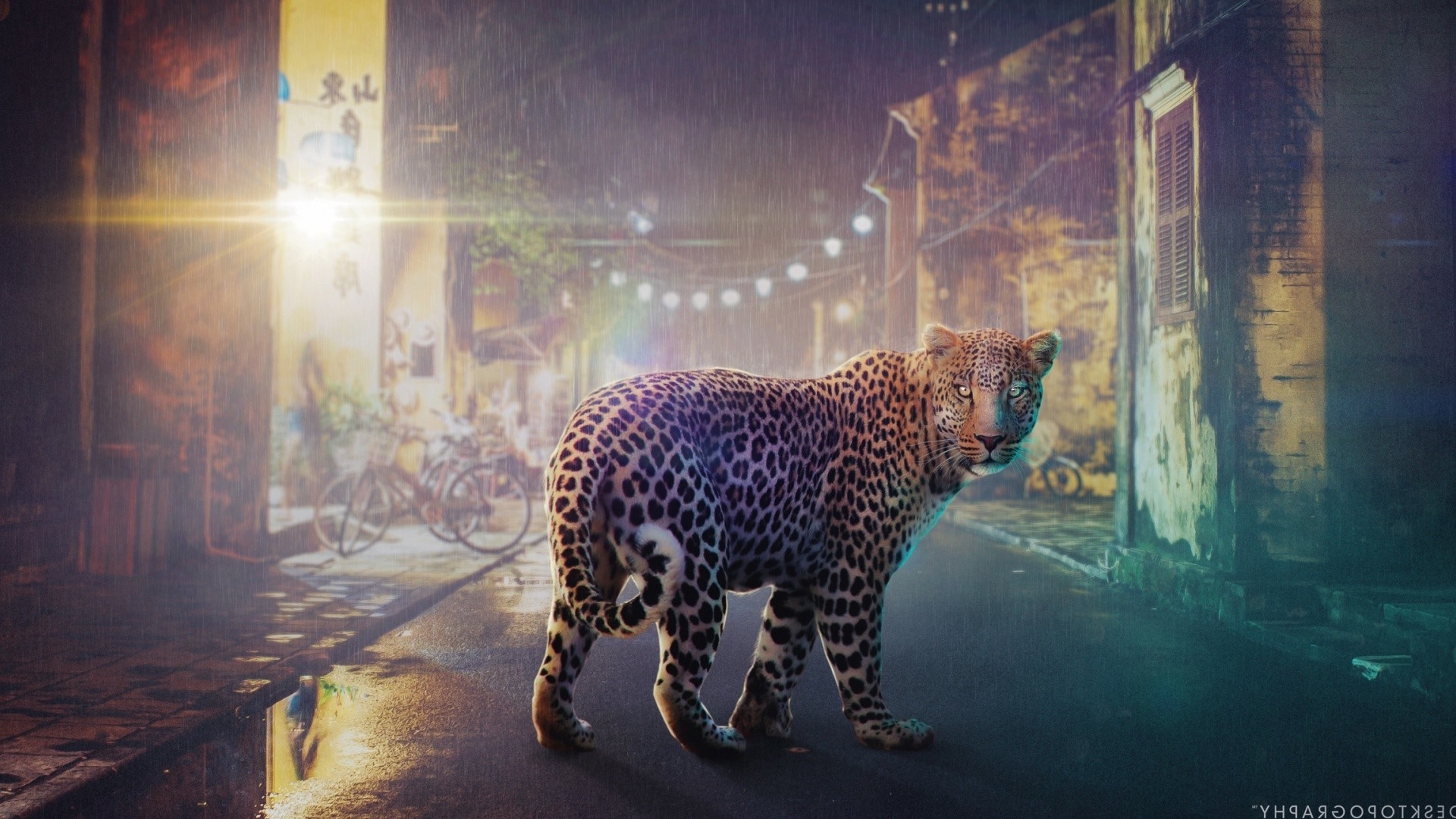 Обои Леопард, кошачьих, живая природа, Ягуар, наземные животные в разрешении 1920x1080