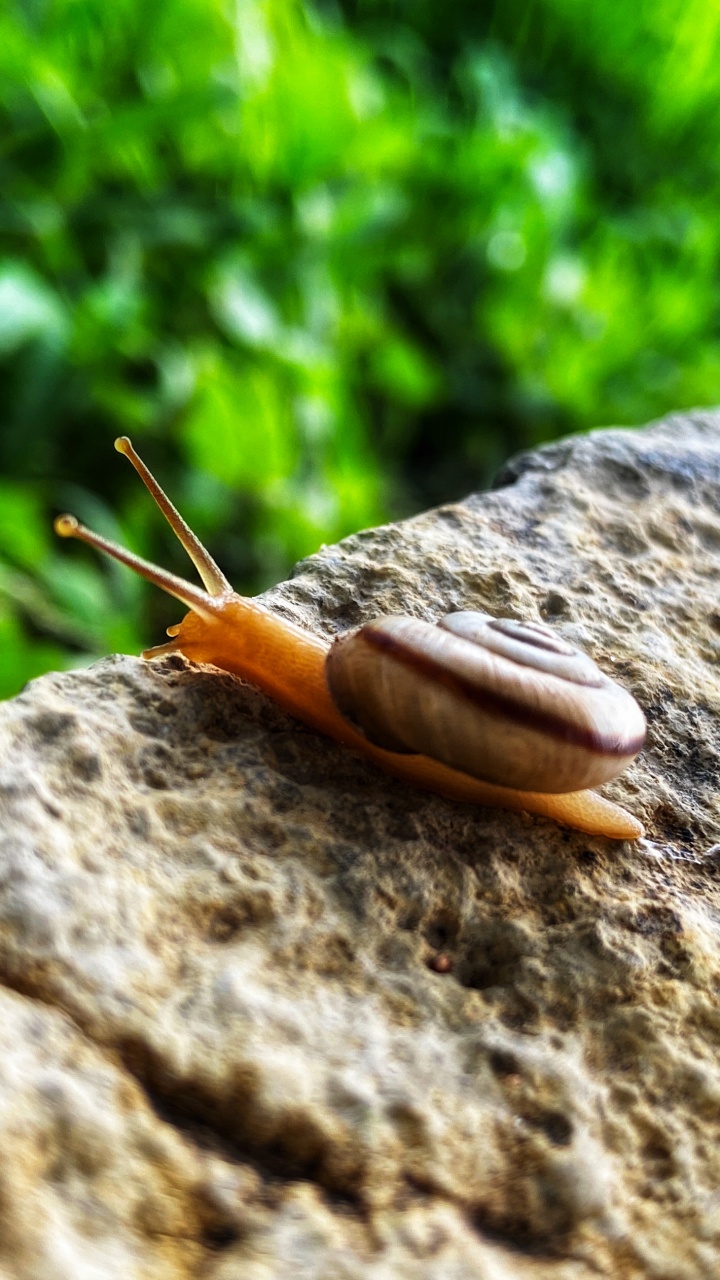 Обои улитка, schnecken, наземные животные, наука, биология в разрешении 720x1280