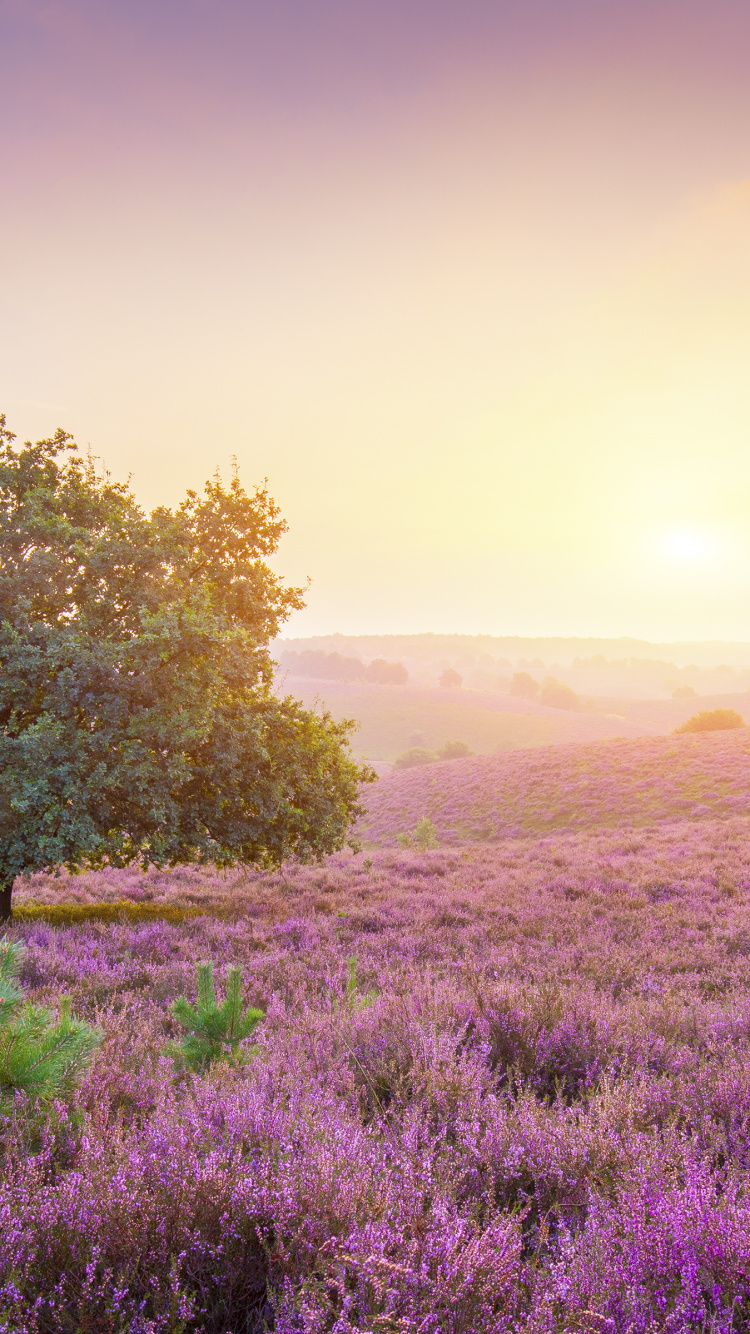 Обои Apple МасВоок Pro, яблоко, растение, цветок, облако в разрешении 750x1334