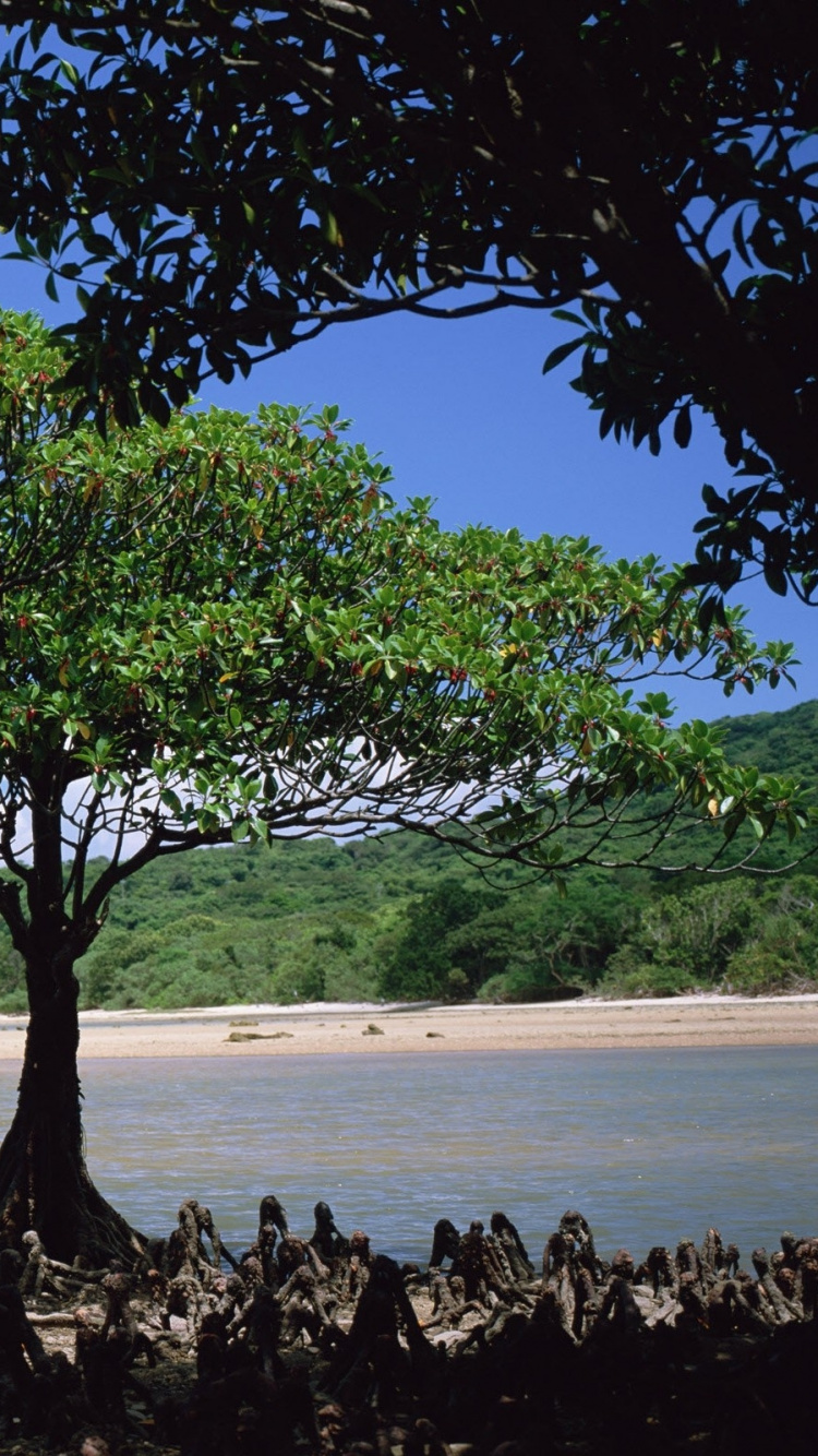 Обои дерево, растительность, растение, путешествие, небо в разрешении 750x1334