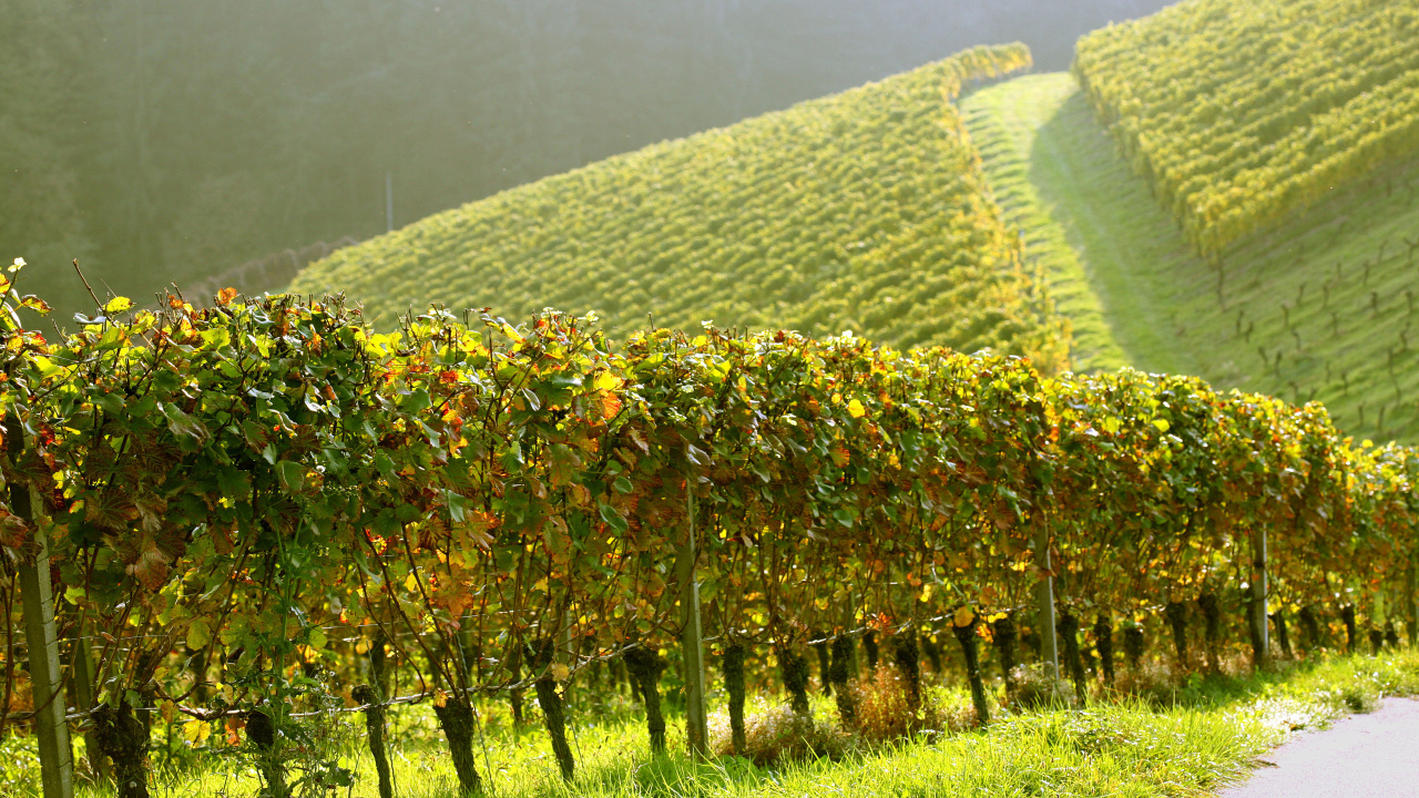 Обои вино, Пино Нуар, виноградник, сельское хозяйство, урожай в разрешении 1280x720