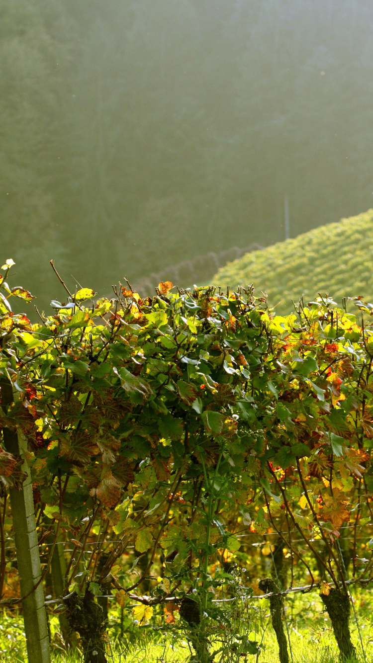 Обои вино, Пино Нуар, виноградник, сельское хозяйство, урожай в разрешении 750x1334