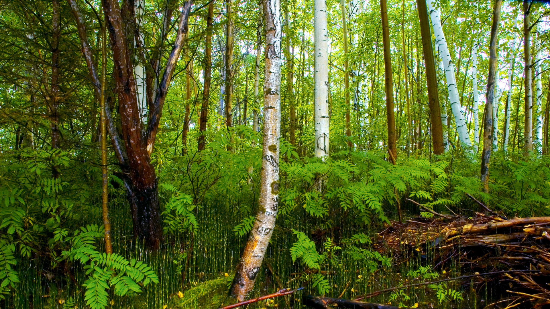 Обои лес, береза, дерево, растительность, природный заповедник в разрешении 1920x1080