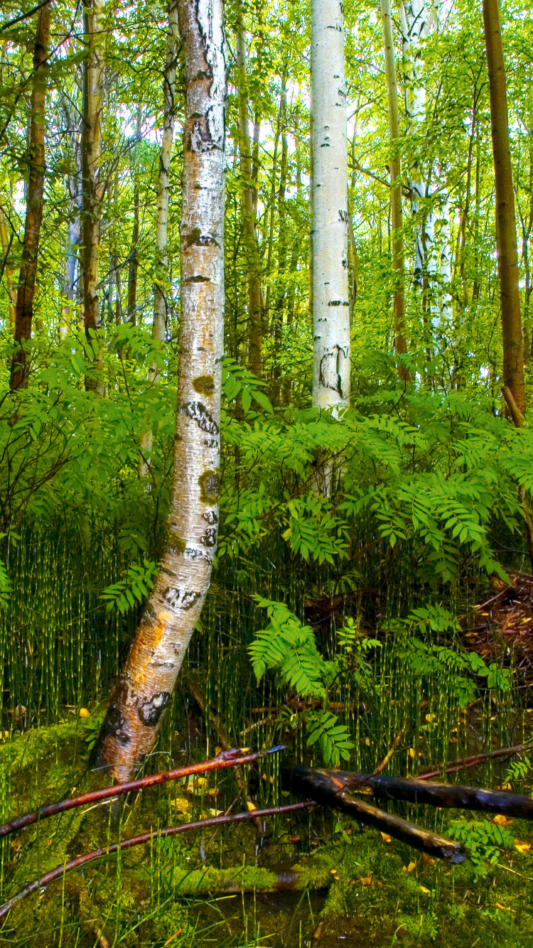 Обои лес, береза, дерево, растительность, природный заповедник в разрешении 750x1334