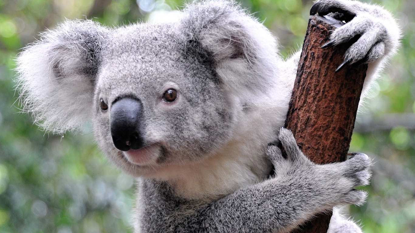 Обои Коала, привлекательность, наземные животные, морда, сумчатое животное в разрешении 1366x768