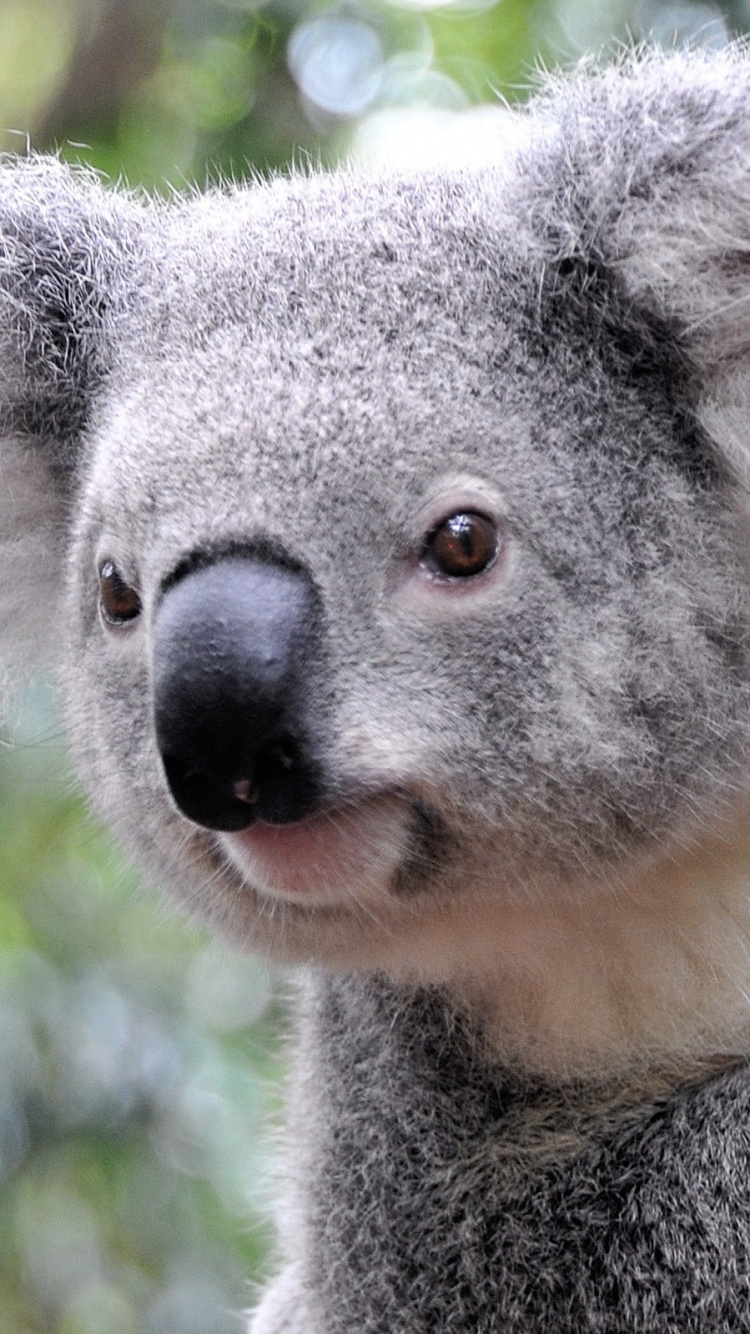 Обои Коала, привлекательность, наземные животные, морда, сумчатое животное в разрешении 750x1334