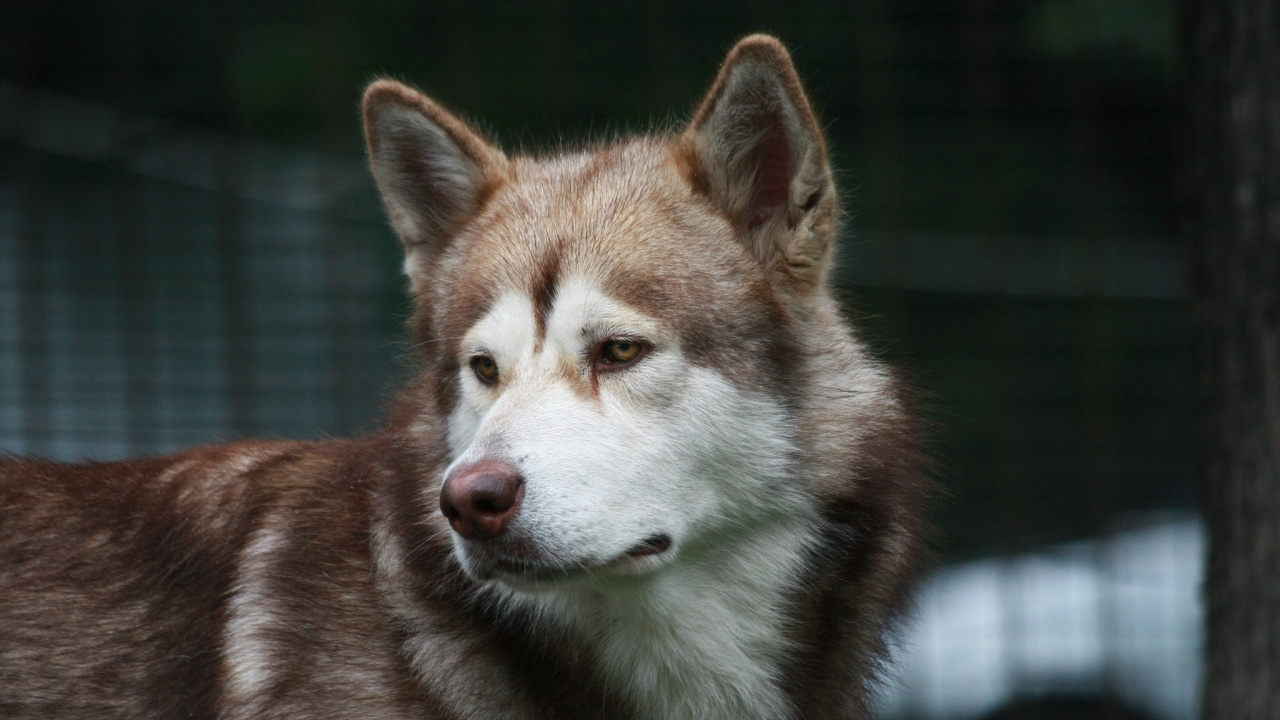 Обои Себирская Хаски, аляскинский маламут, пес, Псовые, волчьей собаки сарлоса в разрешении 1280x720