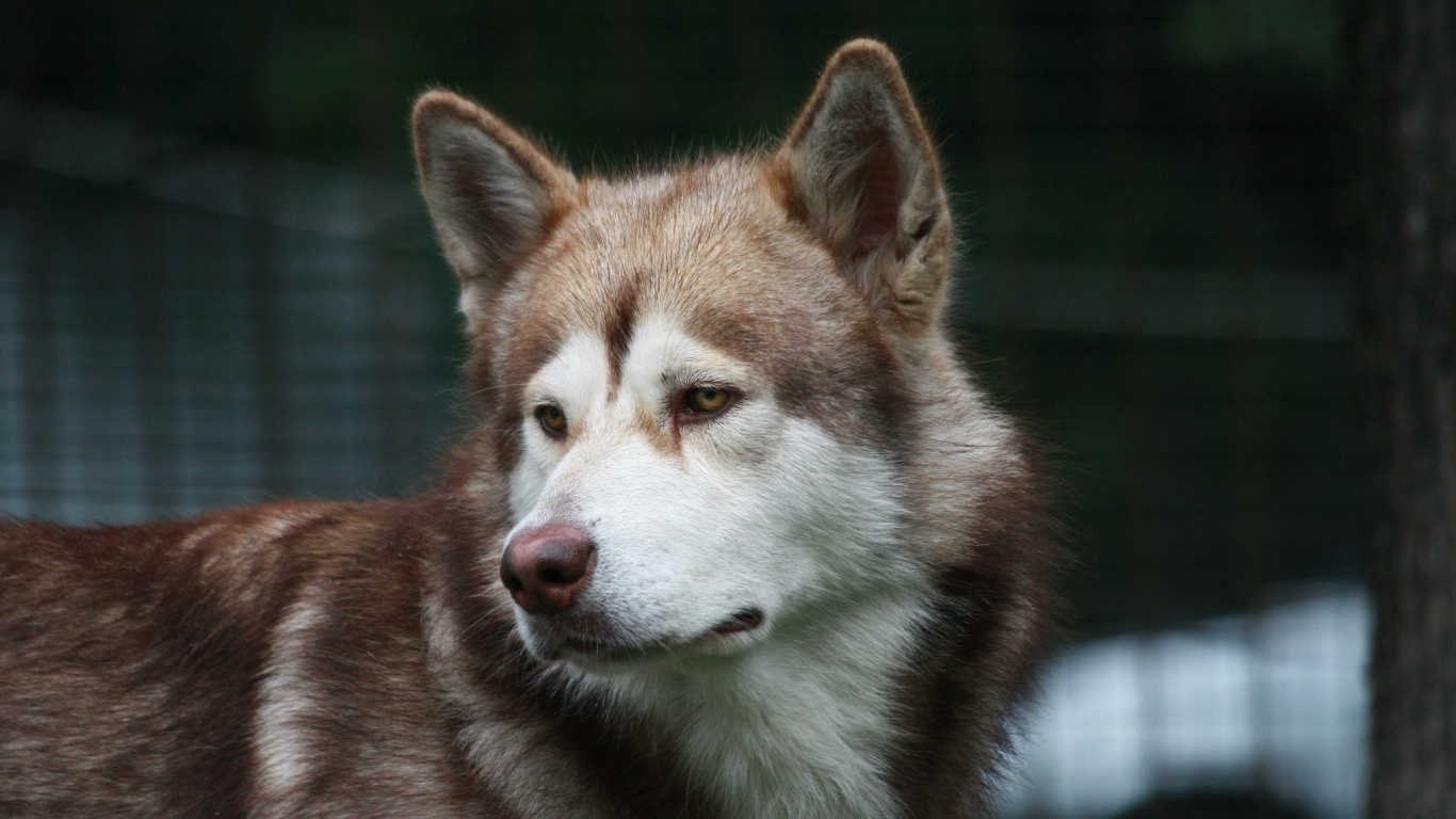 Обои Себирская Хаски, аляскинский маламут, пес, Псовые, волчьей собаки сарлоса в разрешении 1366x768