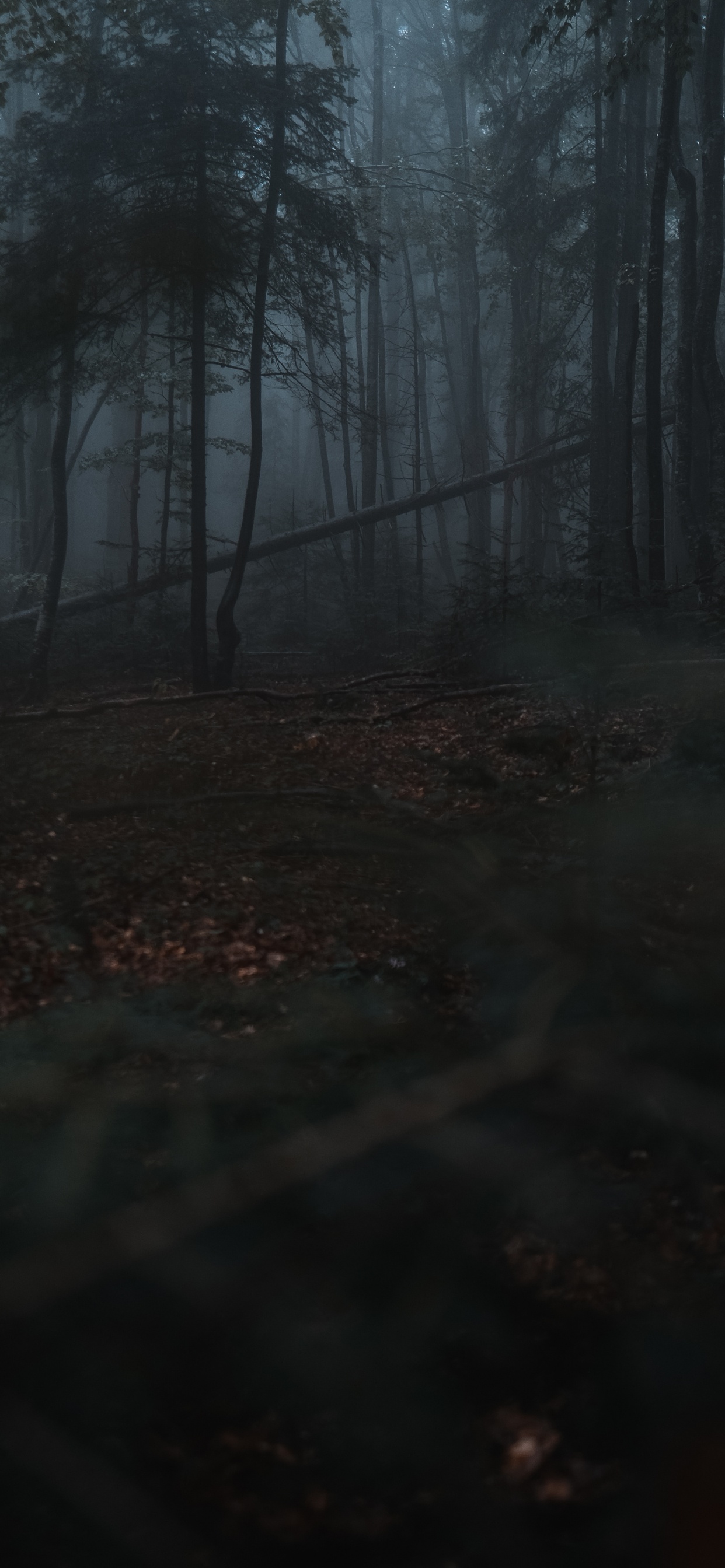 Обои природа, лес, окружающая среда, дерево, лесистая местность в разрешении 1242x2688